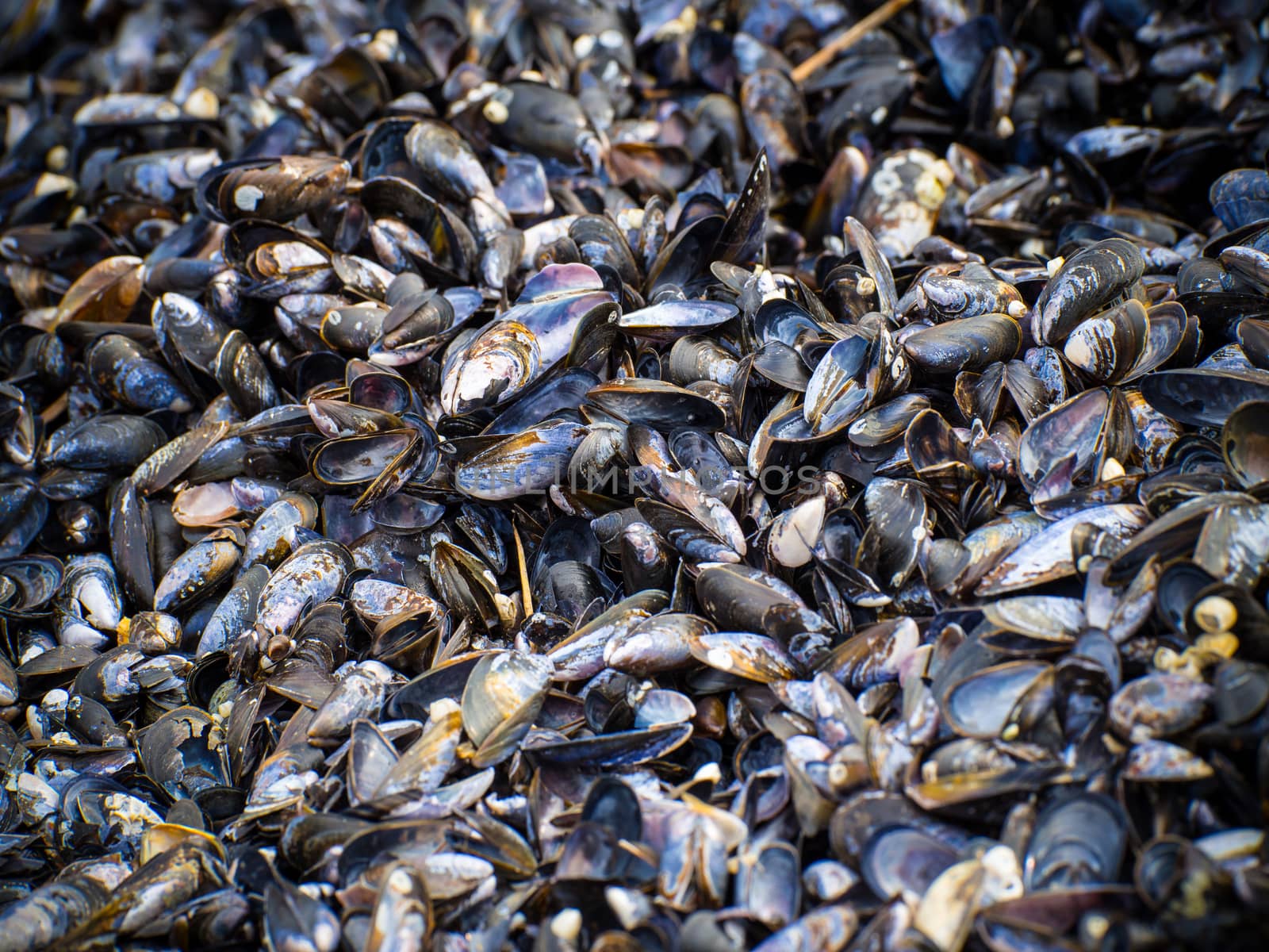 A pile of mussels