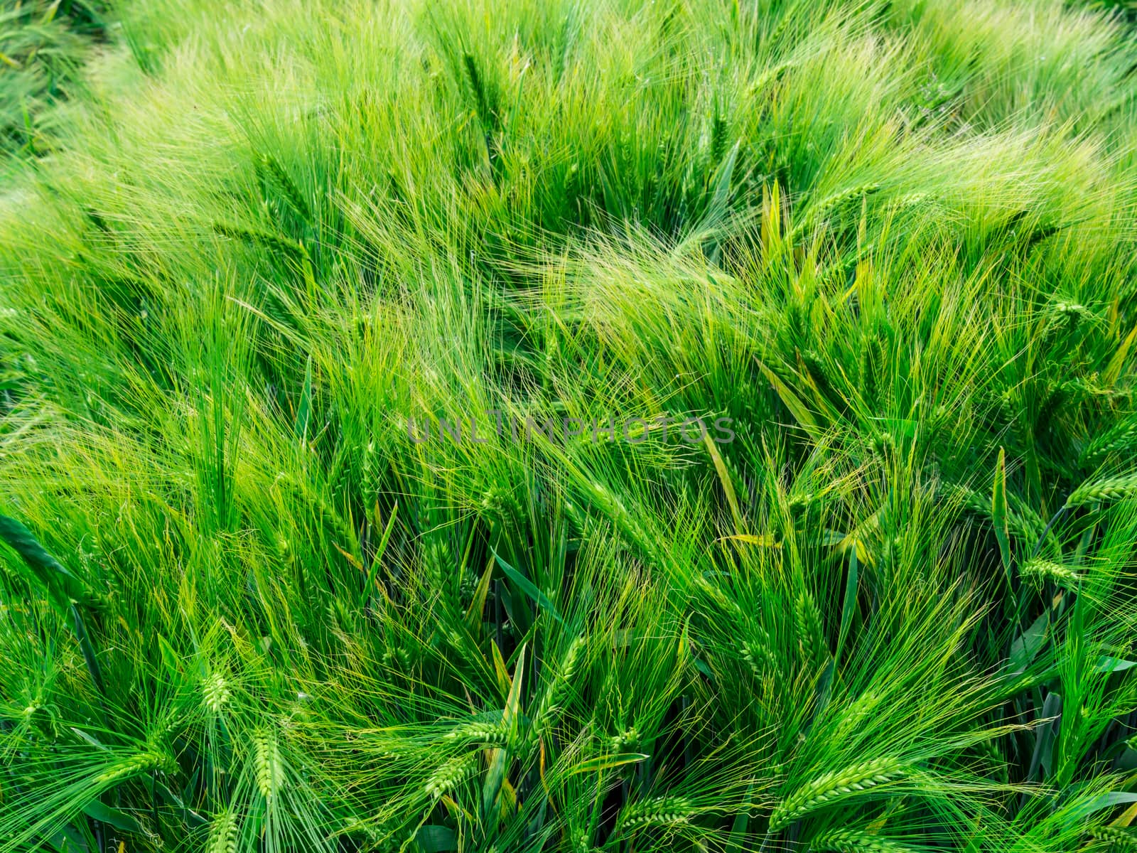 Green barley awns in June