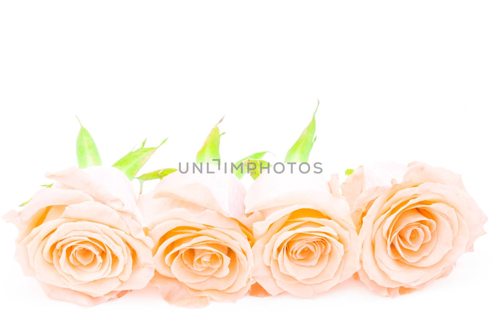 Beautiful orange rose flower, isolated on white background