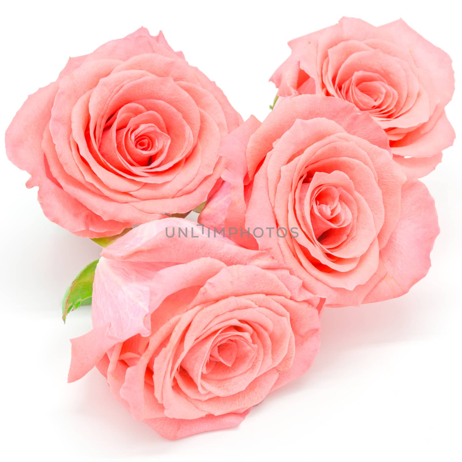 pale pink rose by panuruangjan