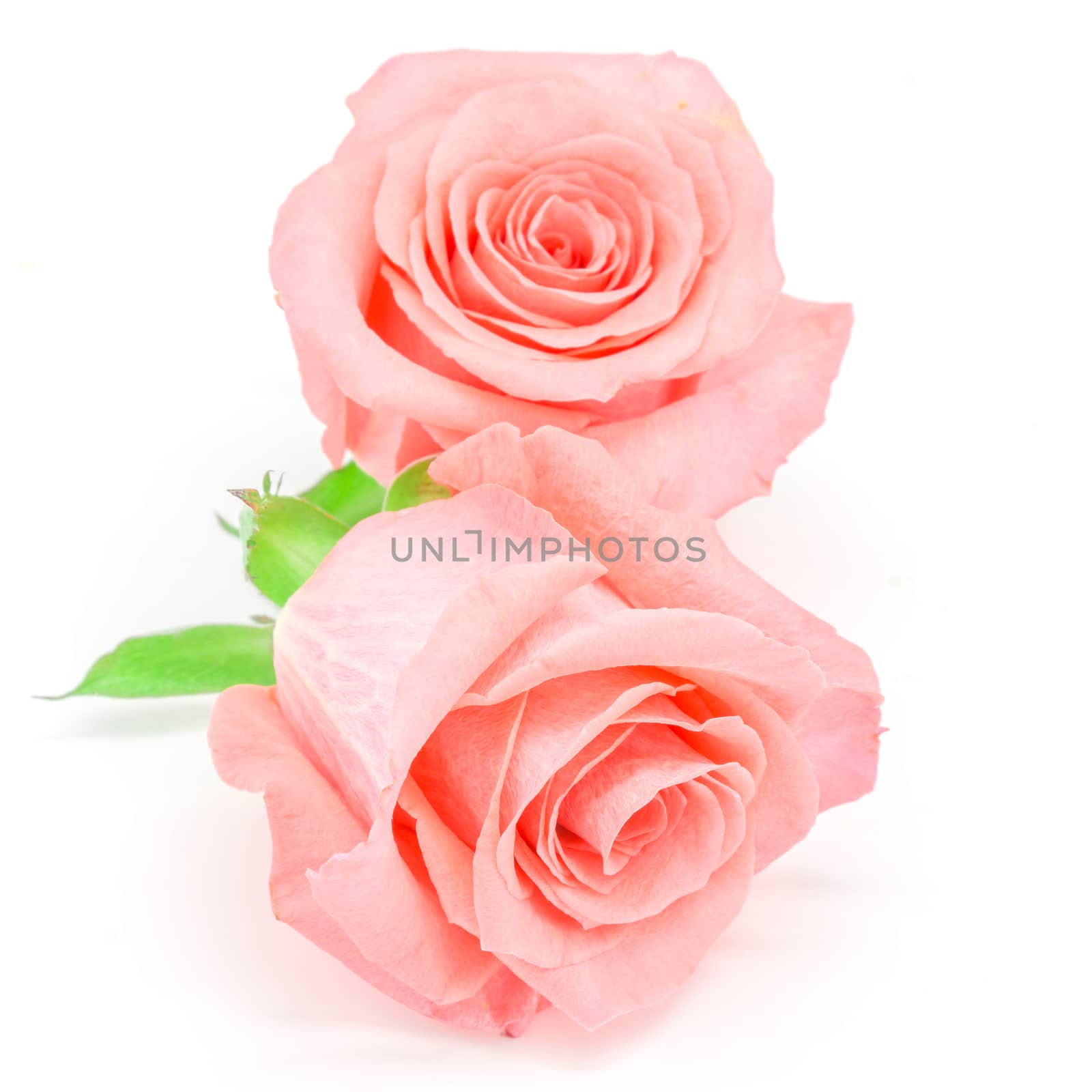 Beautiful pale pink rose flower, isolated on white background