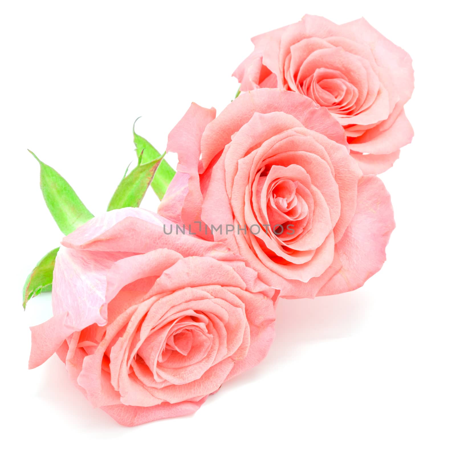 Beautiful pale pink rose flower, isolated on white background