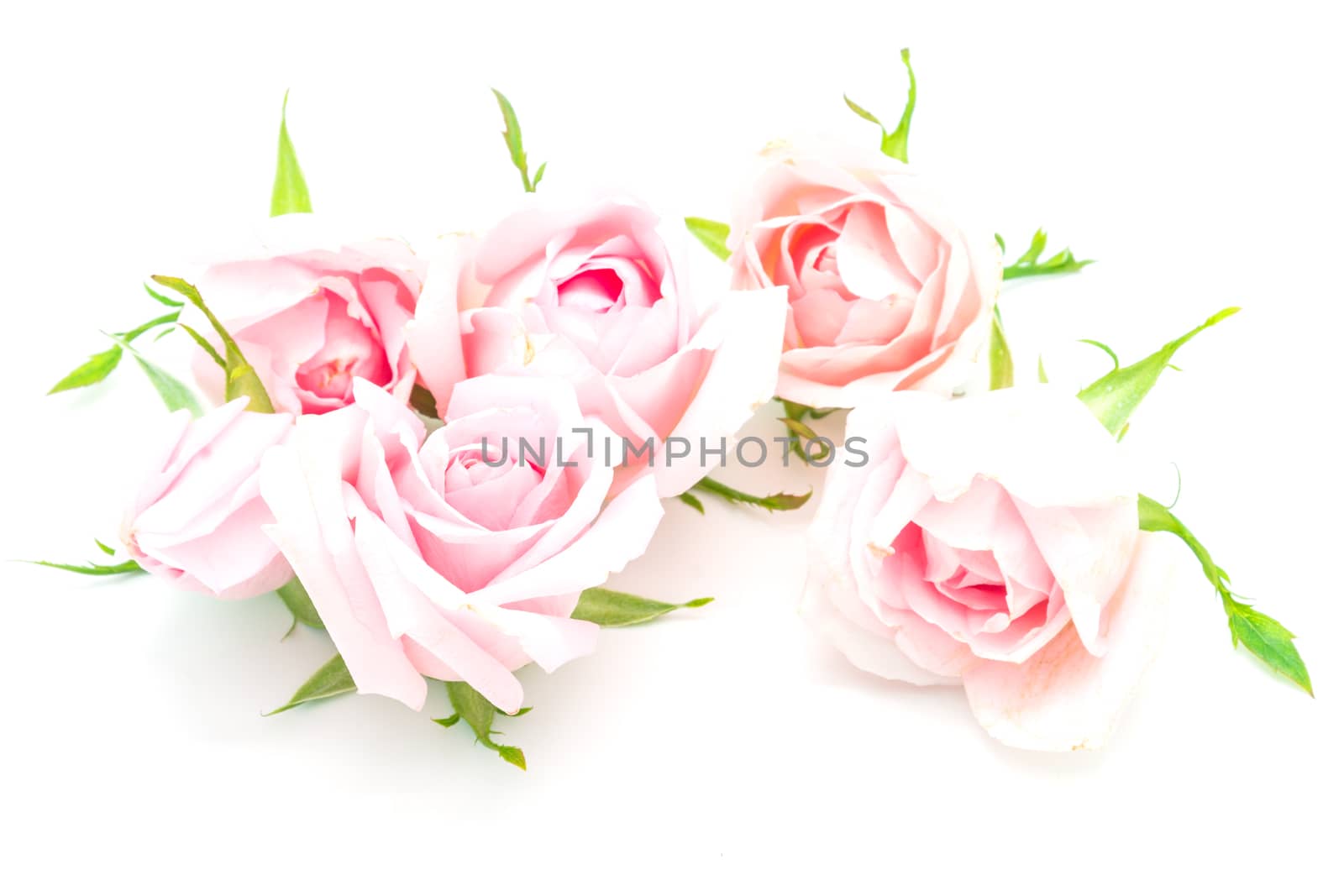 Beautiful pink rose flower, isolated on white background