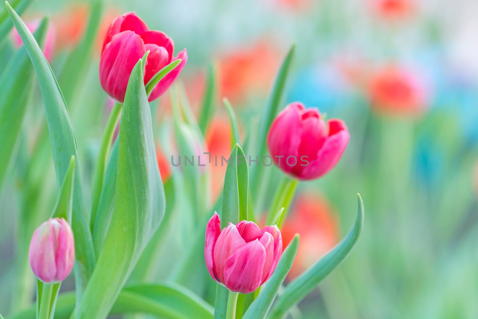 Beautiful pink tulip flower in field plantation