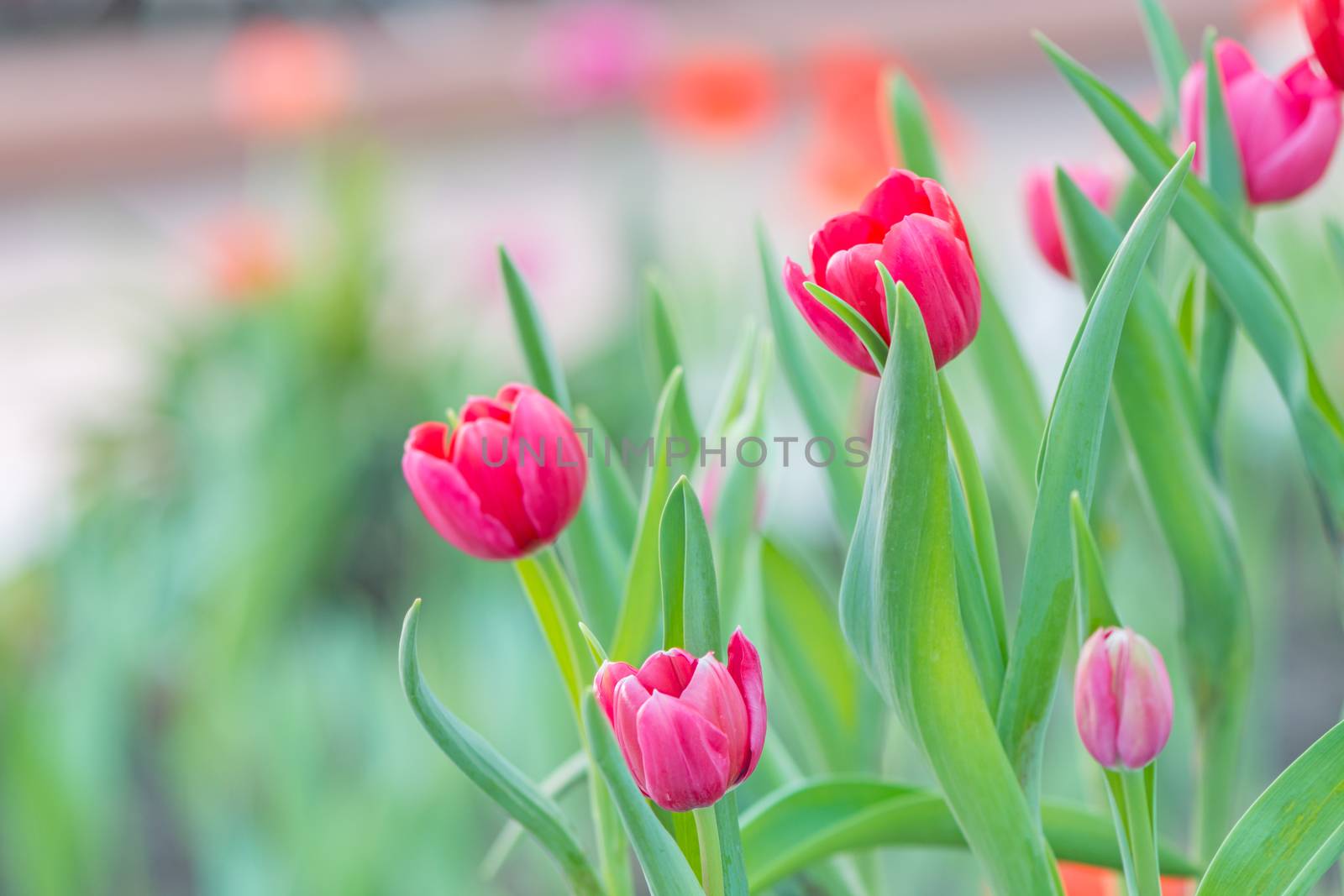 Beautiful pink tulip flower in field plantation