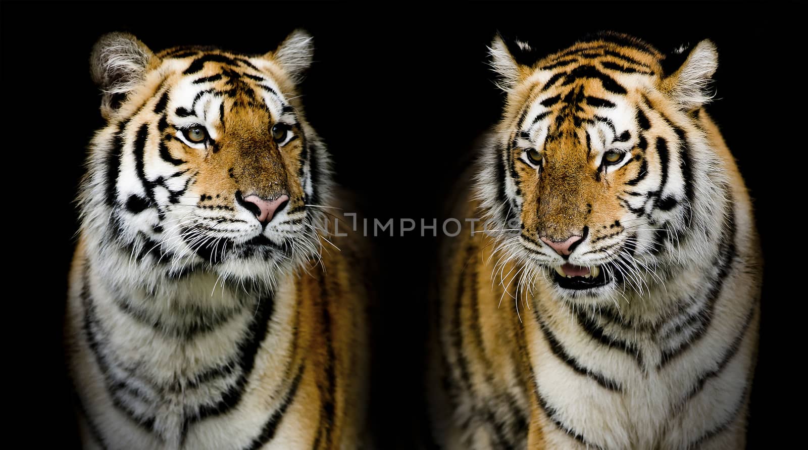 Twin tigerr. (And you could find more animals in my portfolio.) by art9858