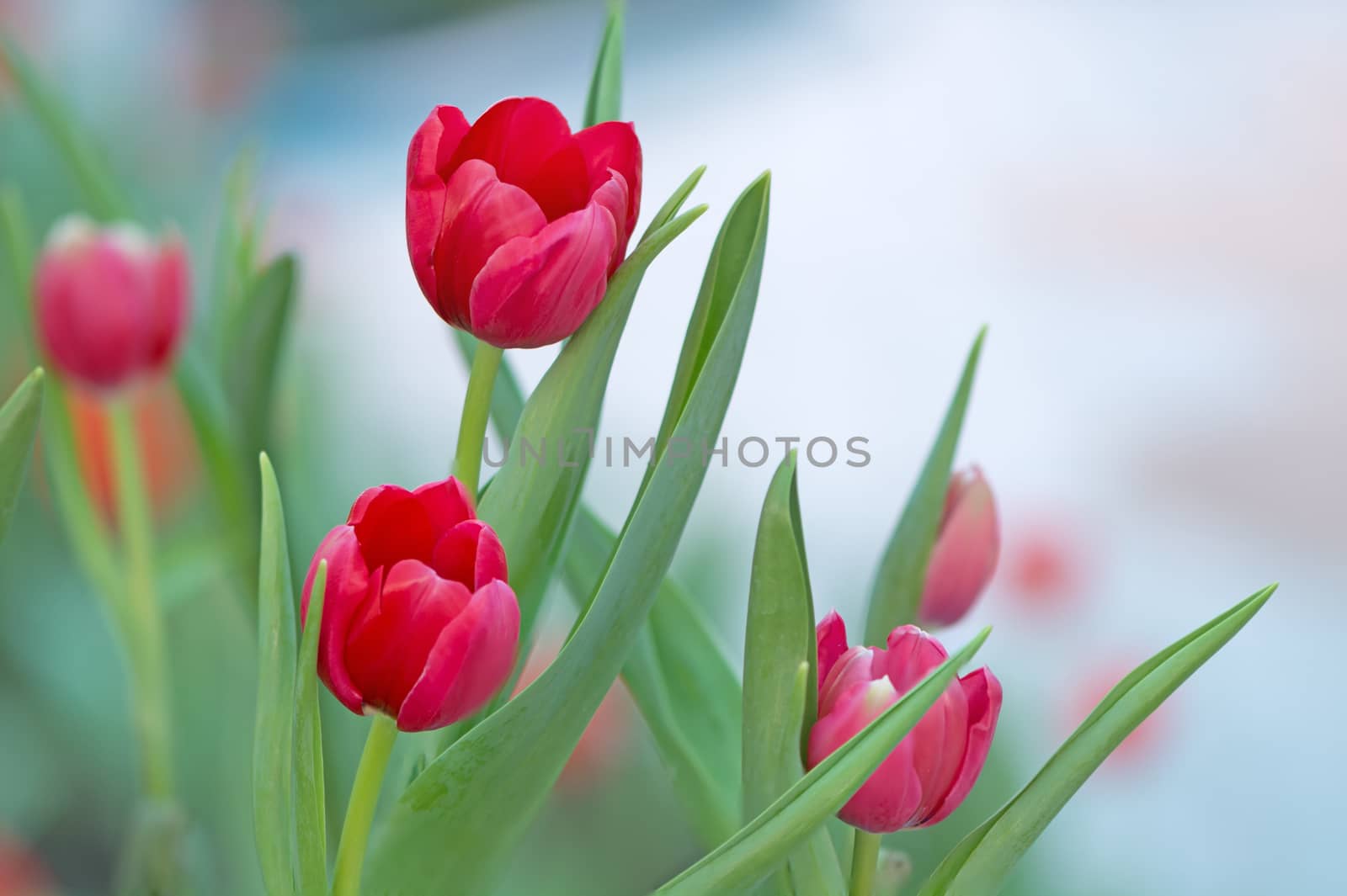 Beautiful red tulip flower in field plantation