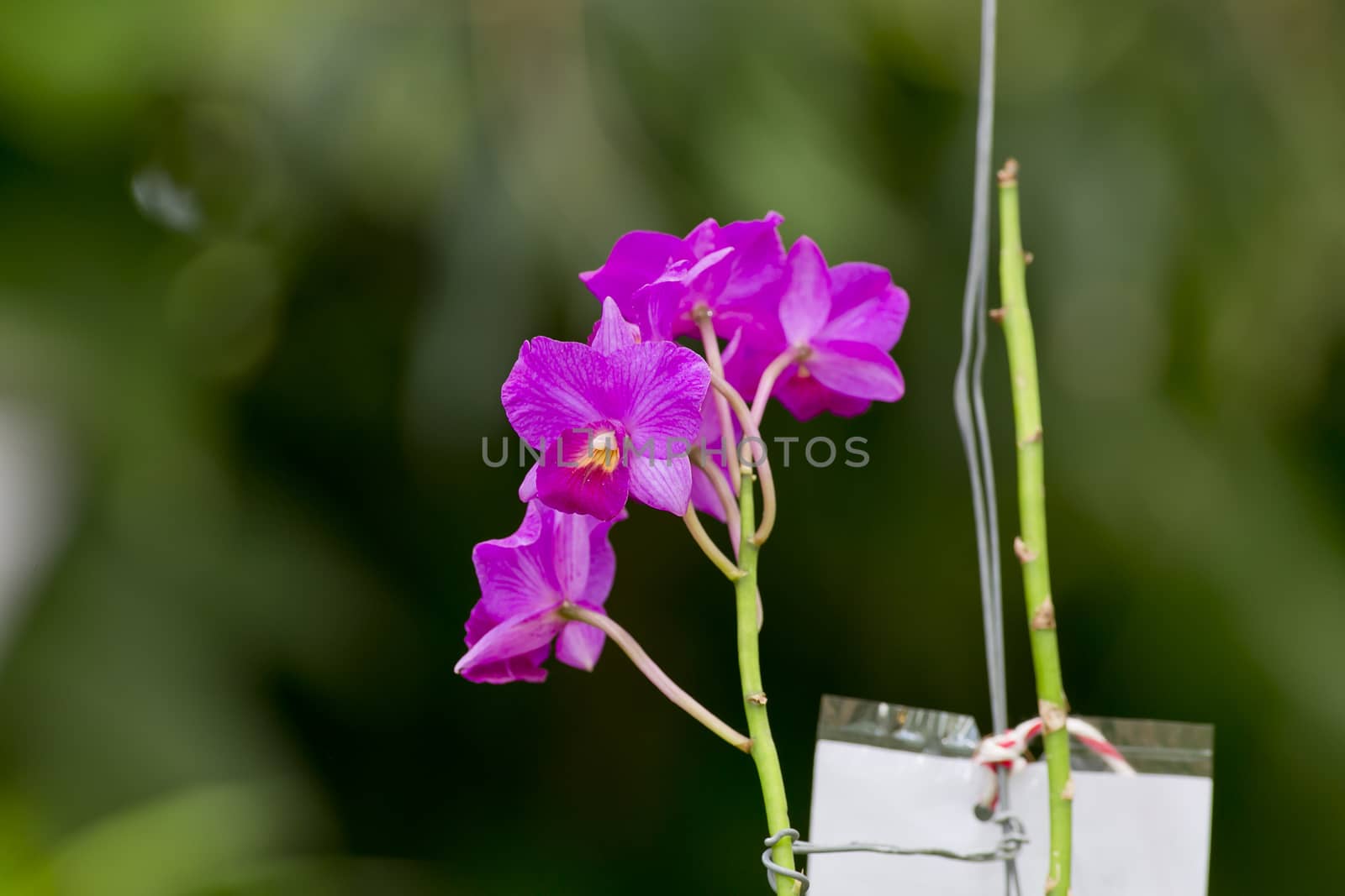 Purple orchid