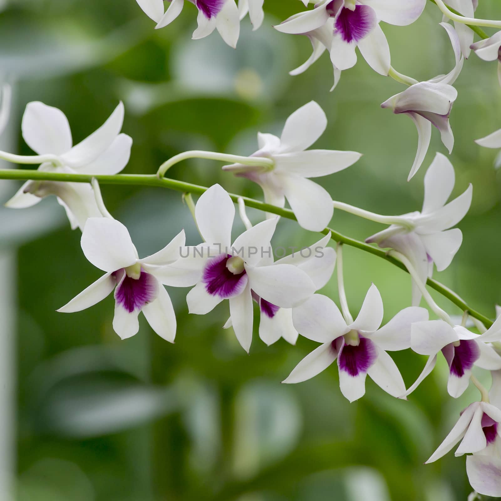 White and purple orchid