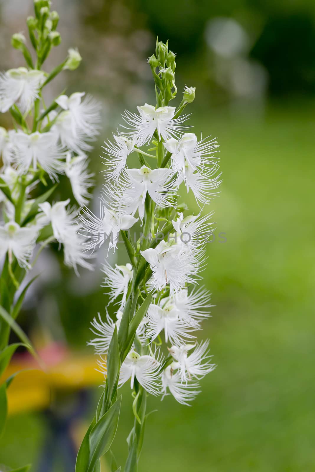 White orchid