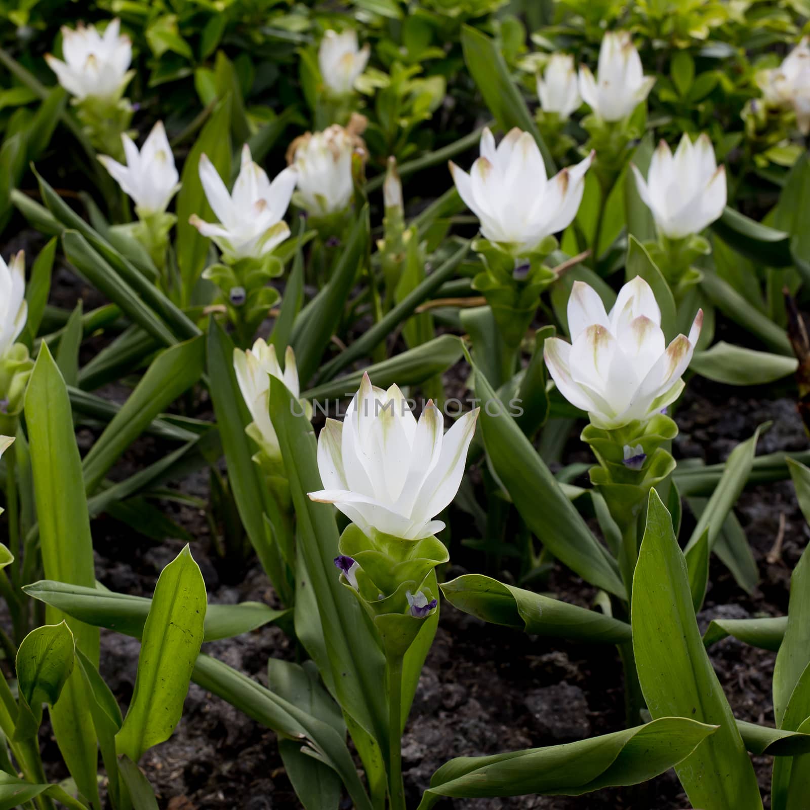 White color Siam Tulip by art9858