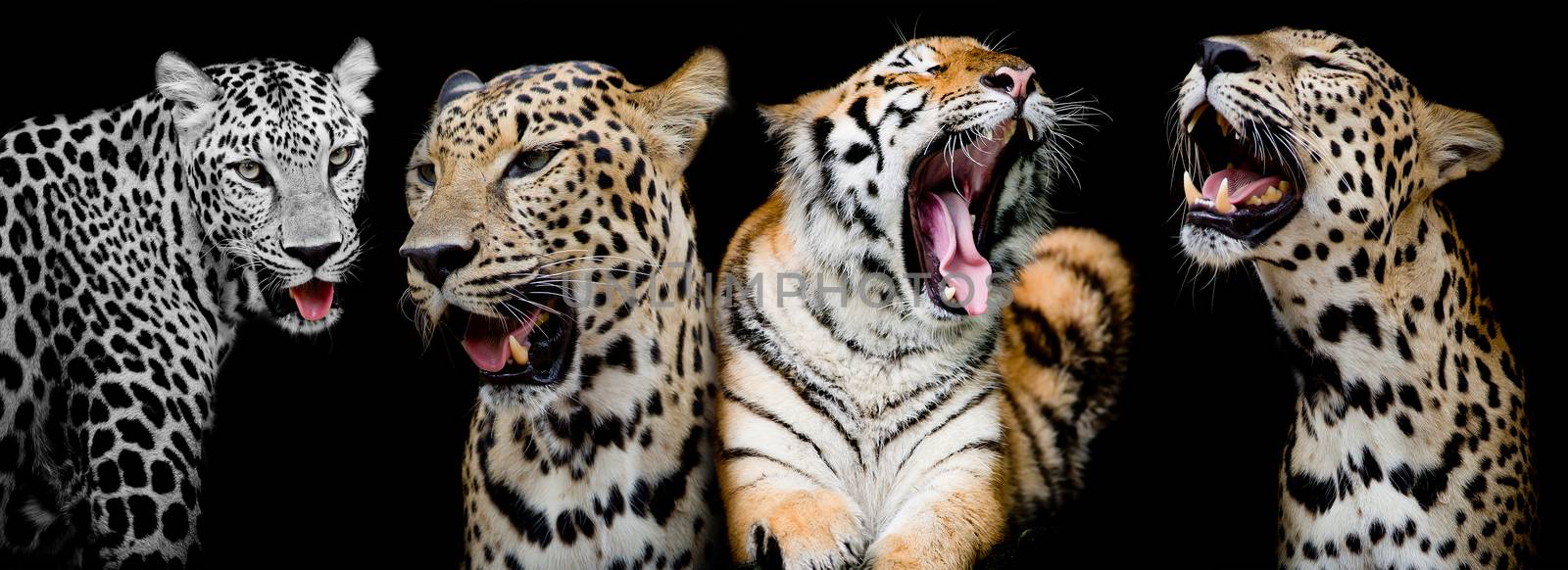 Collection of portraits of Tigers and Leopard.(And you could find more animals in my portfolio.)