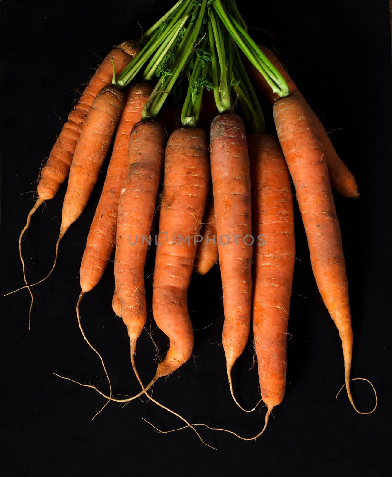 carrot