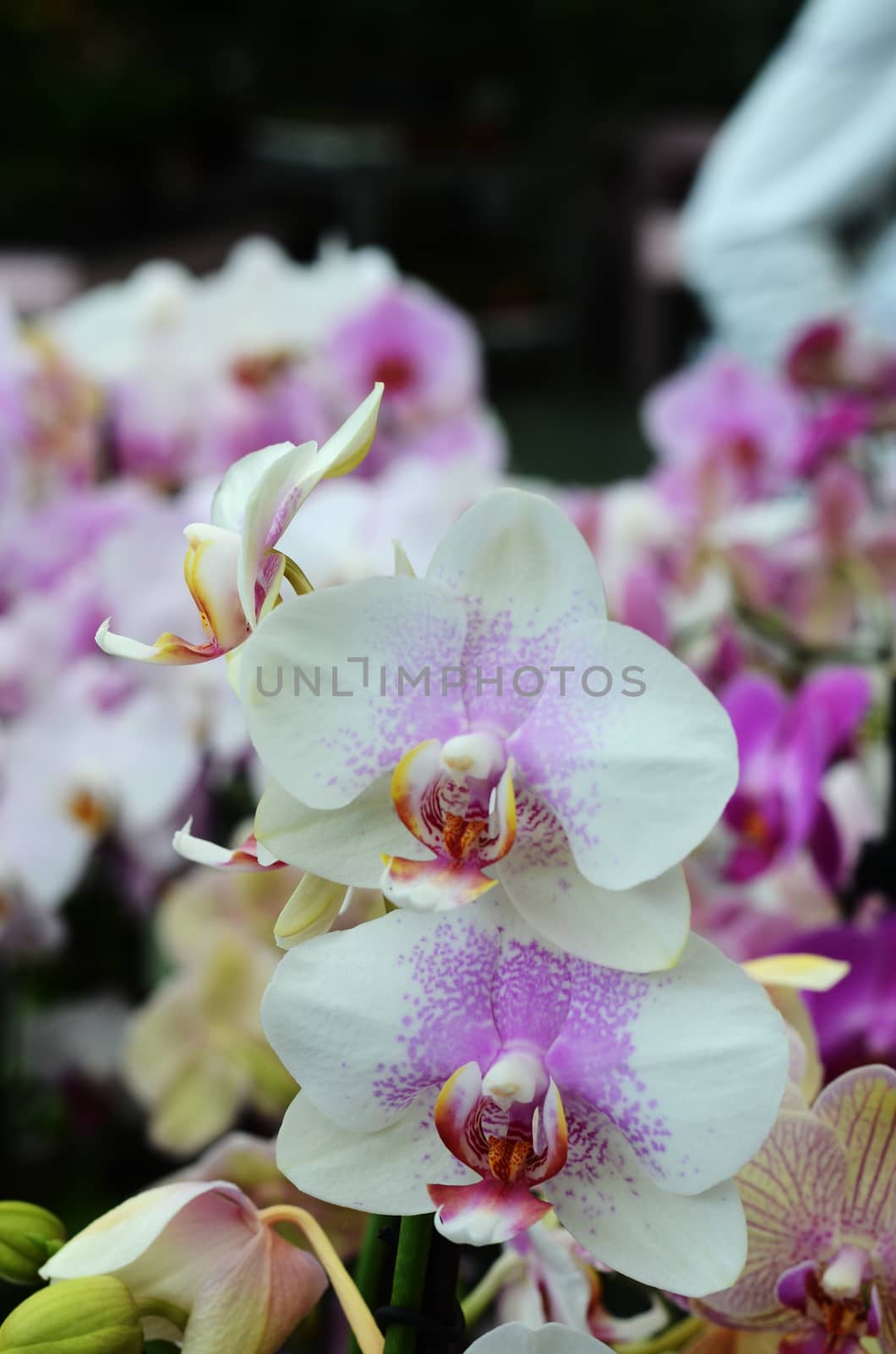 orchid