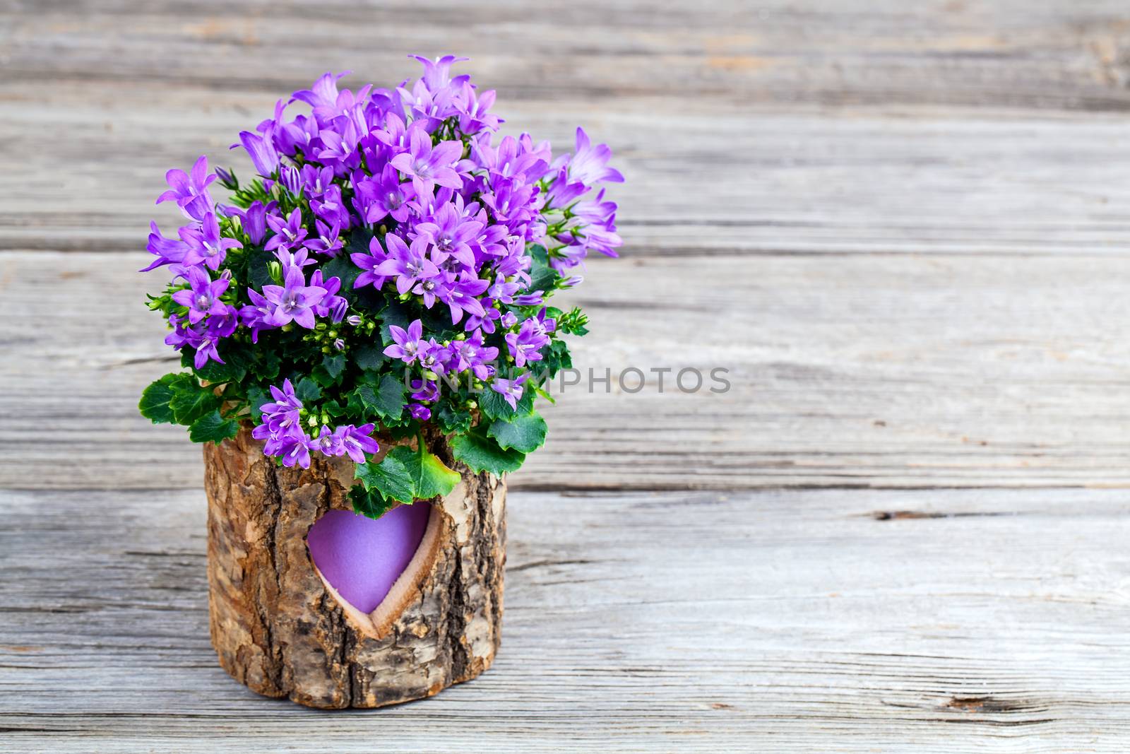 blue campanula flowers wooden background
