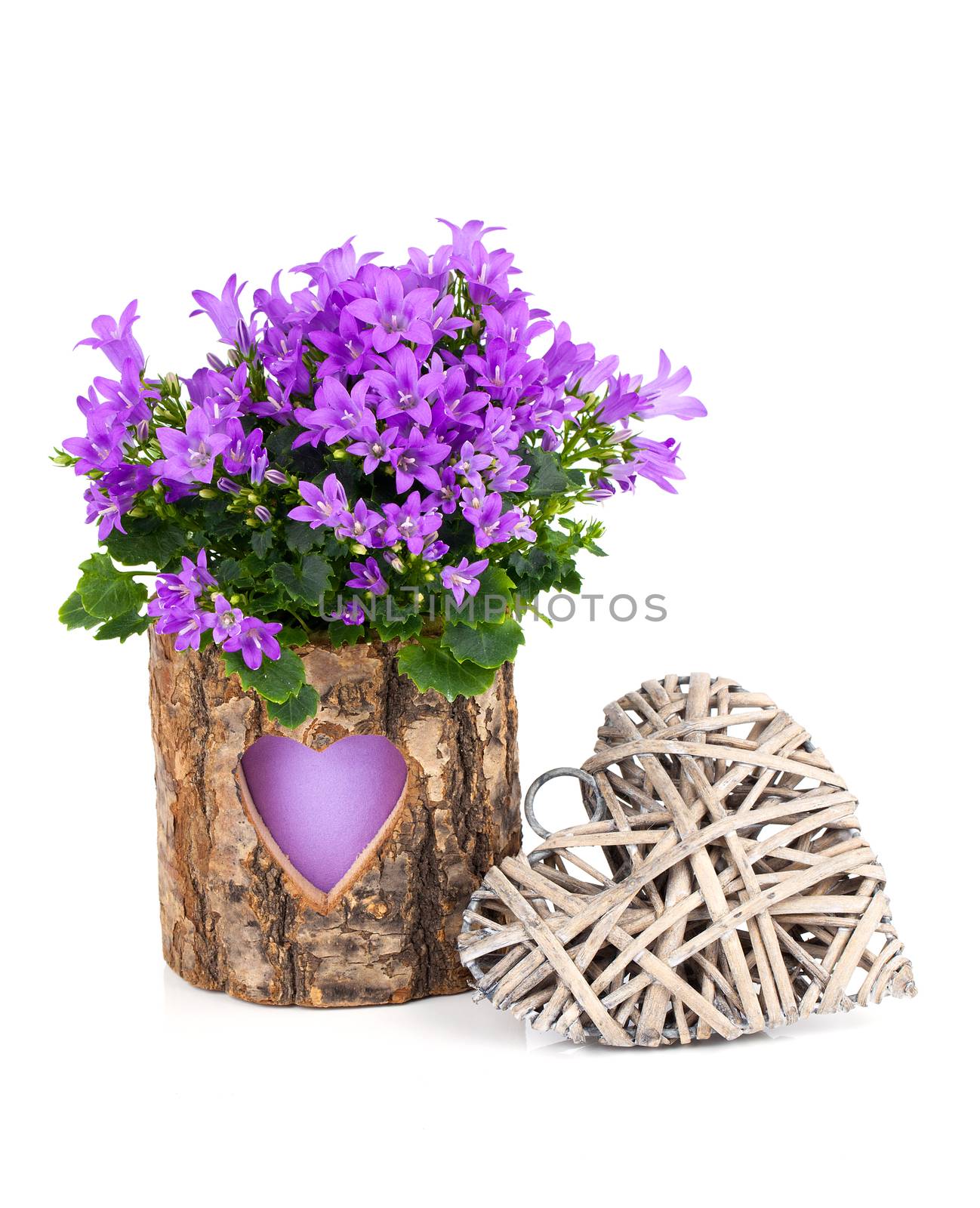 blue campanula flowers for Valentine's Day with wooden heart, on white background