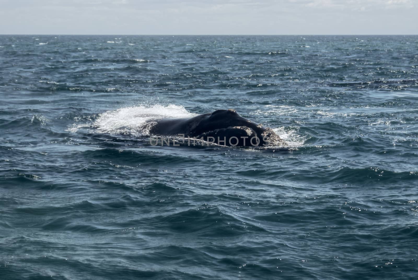 Lone whale swimming off the coast of Argentina in south America