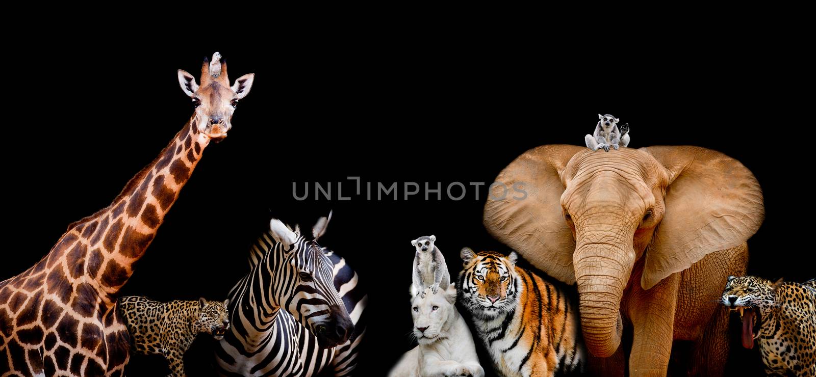 A group of animals are together on a black background with text area. Animals range from an Elephant, Zebra, White Lion, Jaguar, Monkey, Giraffe and Tiger. Use it for a zoo or conservation concept. (And you could find more animals in my portfolio.)
