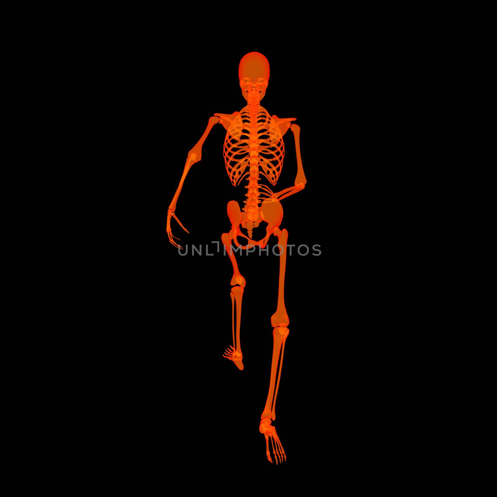 walking fire skeleton by X-rays in red - back view