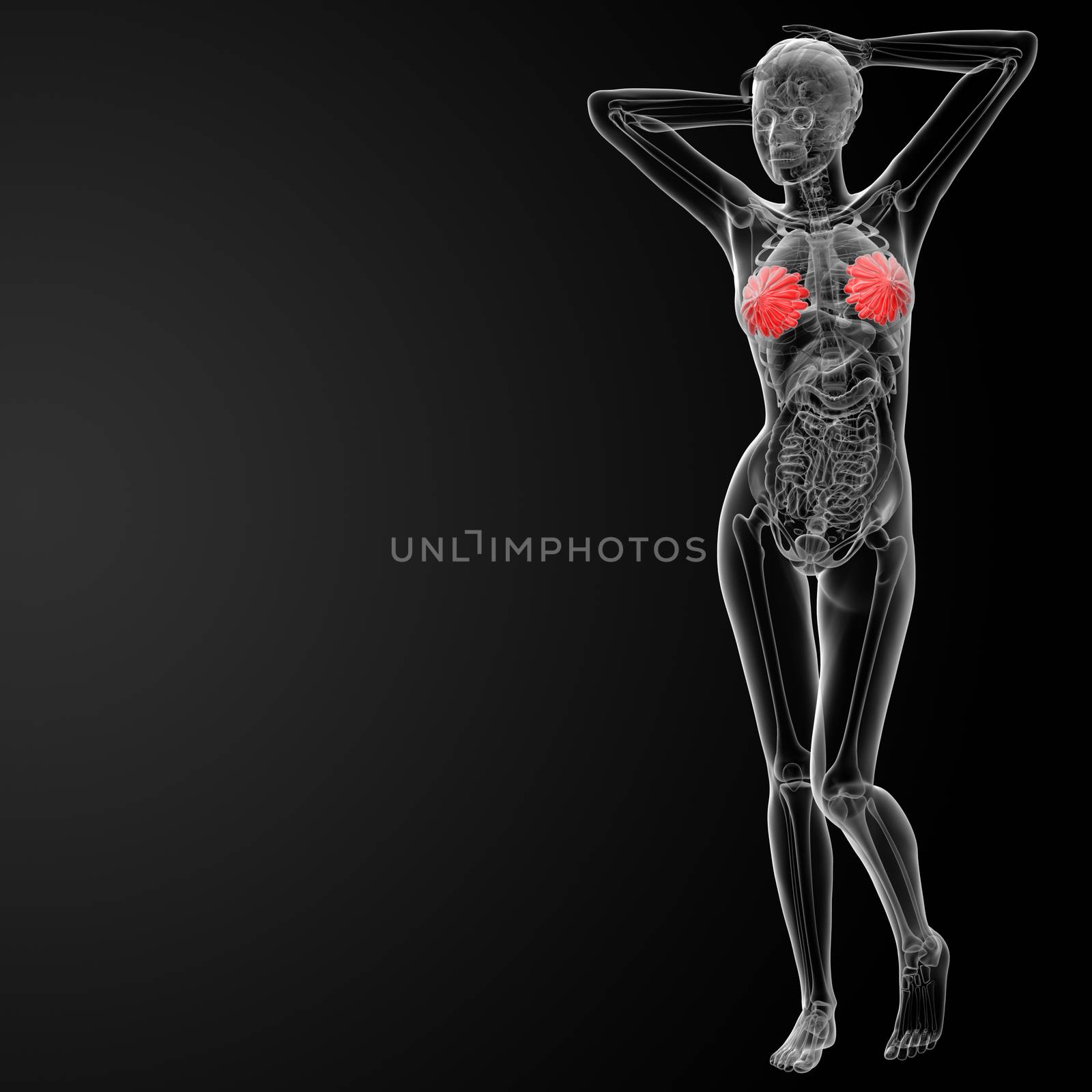 3d render female breast anatomy x-ray - side view
