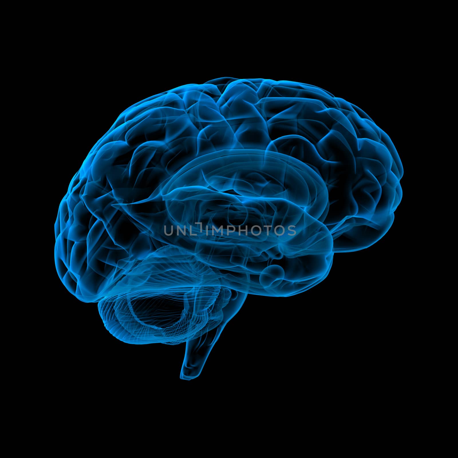 3d render illustration of the human brain