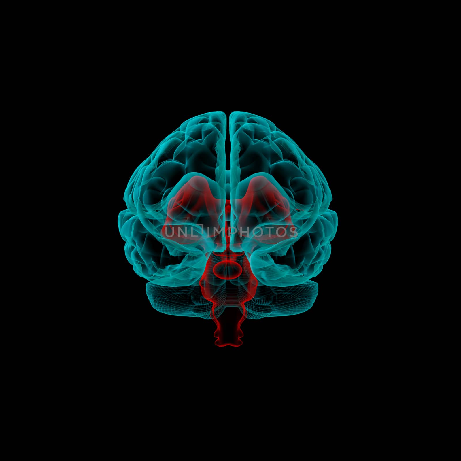 3d render  illustration of the brain