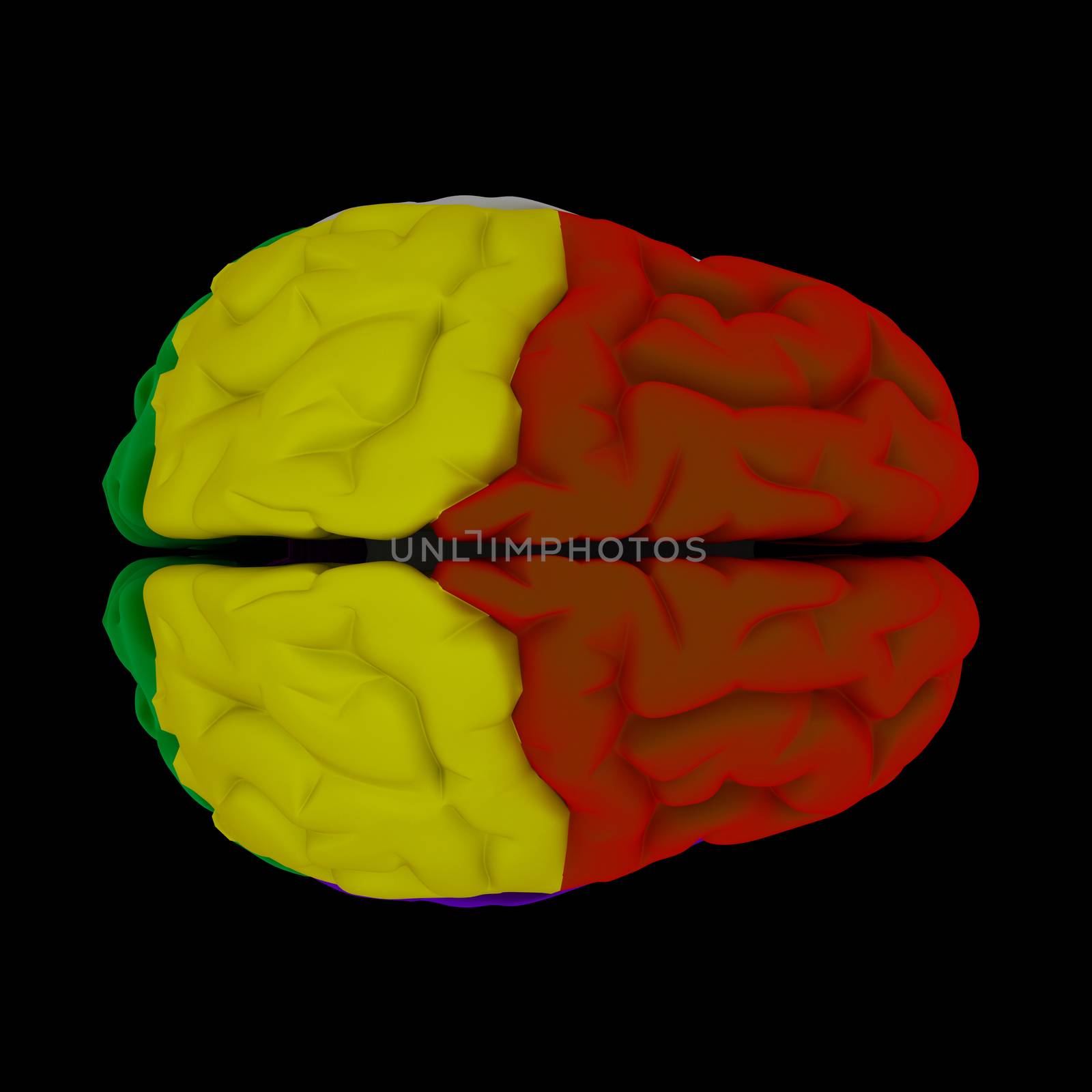brain-cerebrum by maya2008