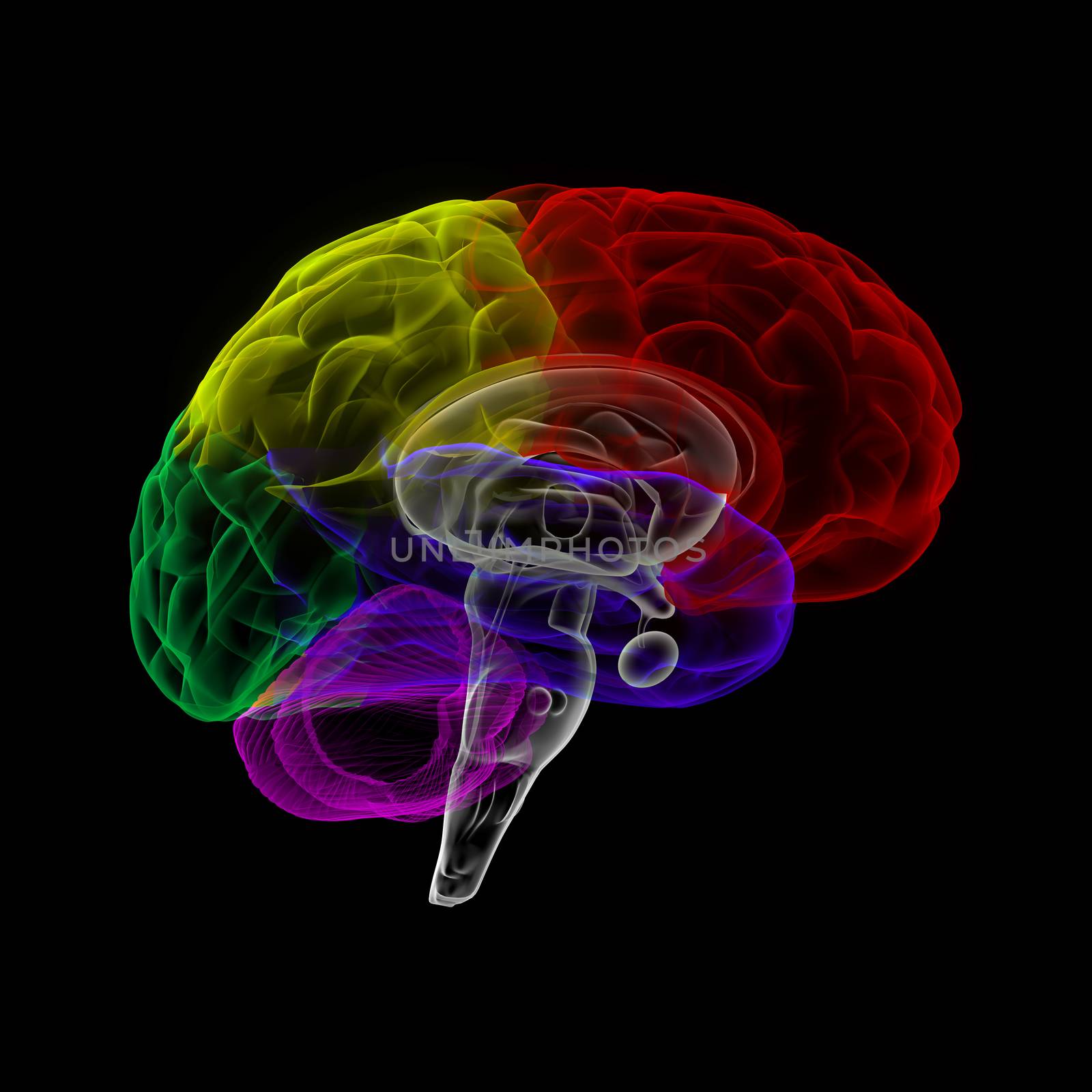 Human brain in x-ray view