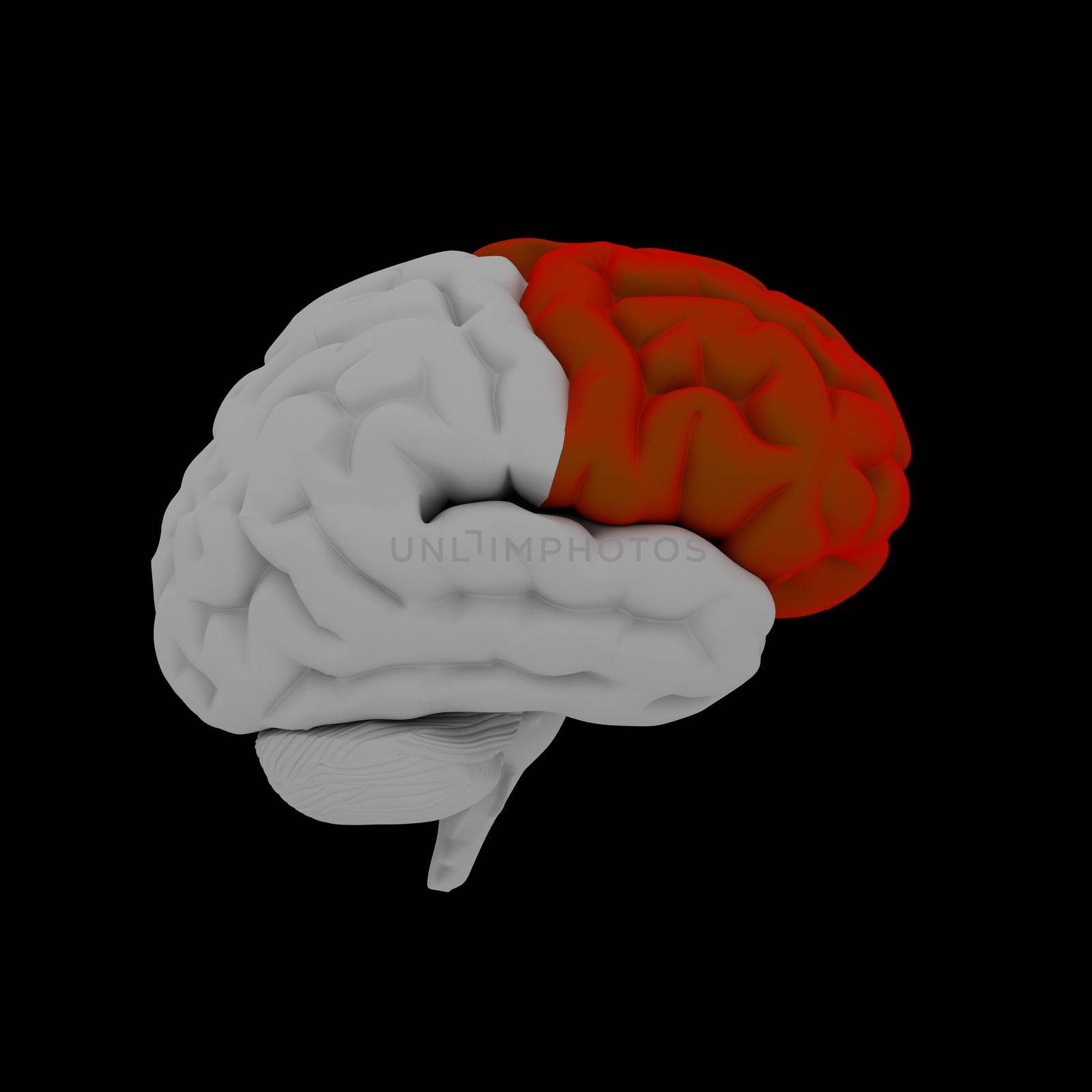Frontal lobe - Human brain in side view by maya2008