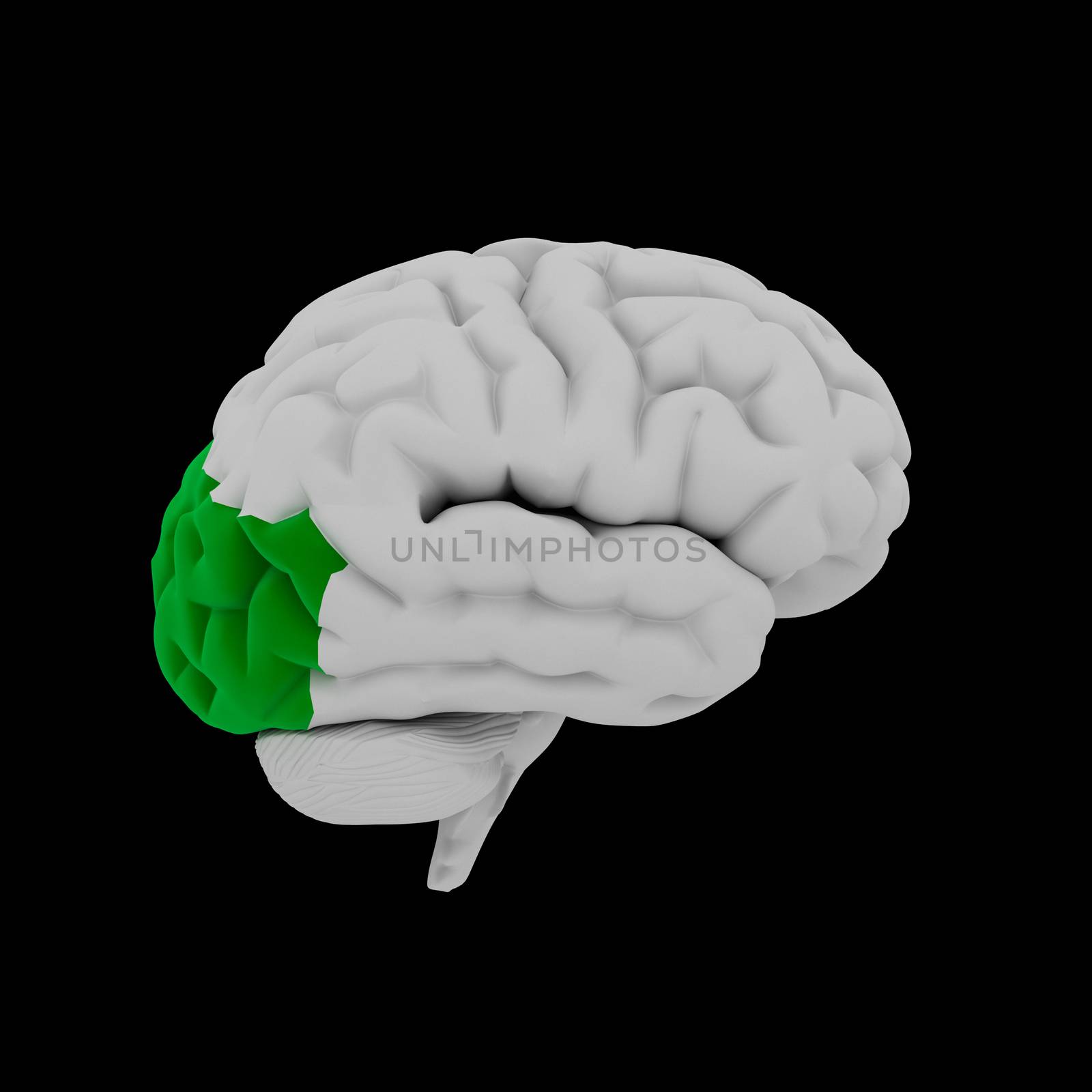 Occipital lobe by maya2008