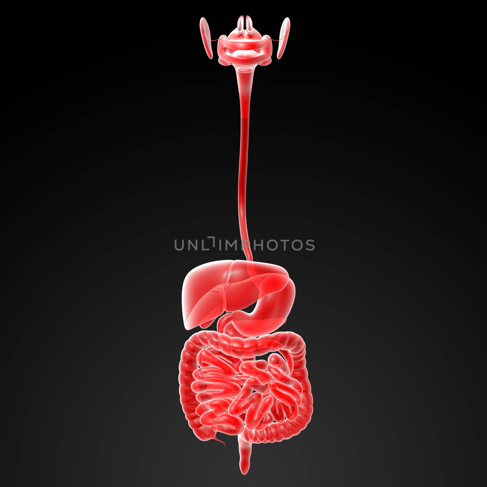 Human digestive system by maya2008