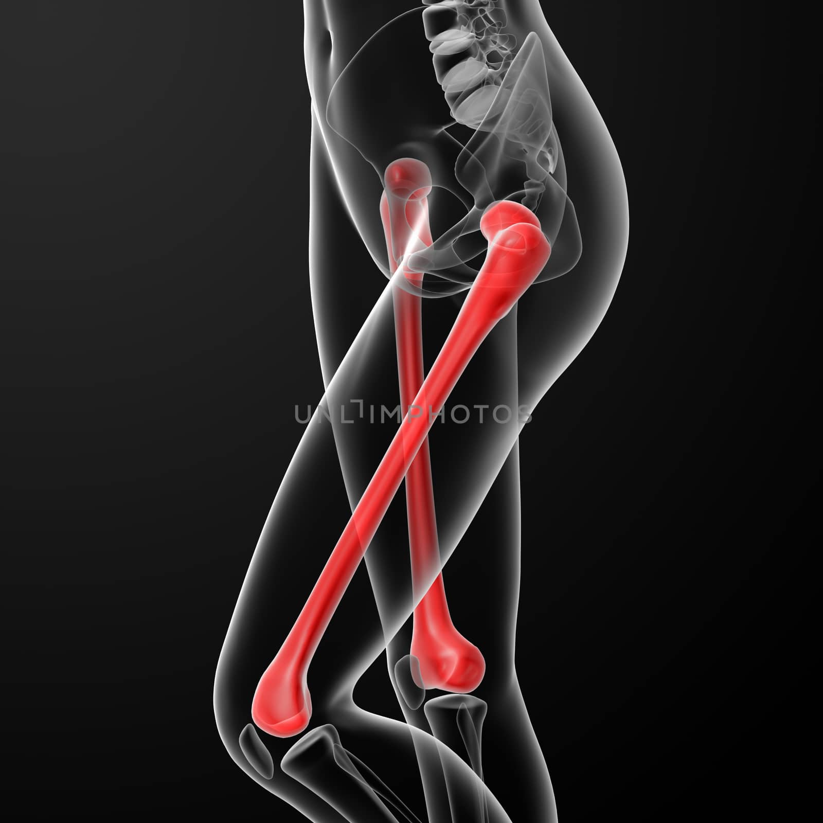 3d rendered illustration of the female femur bone - side view