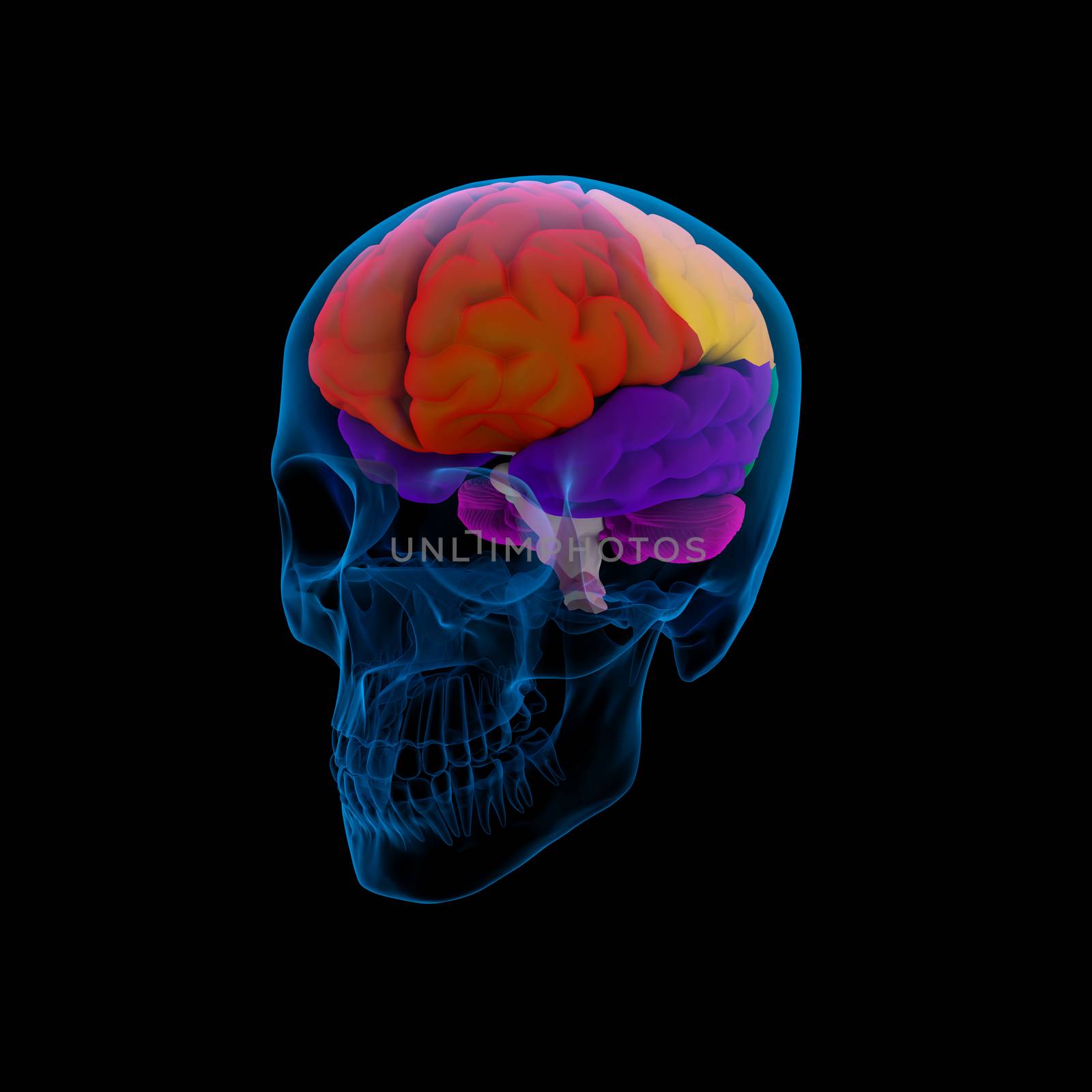 Colored sections of a  human brain-cerebrum - sdie view