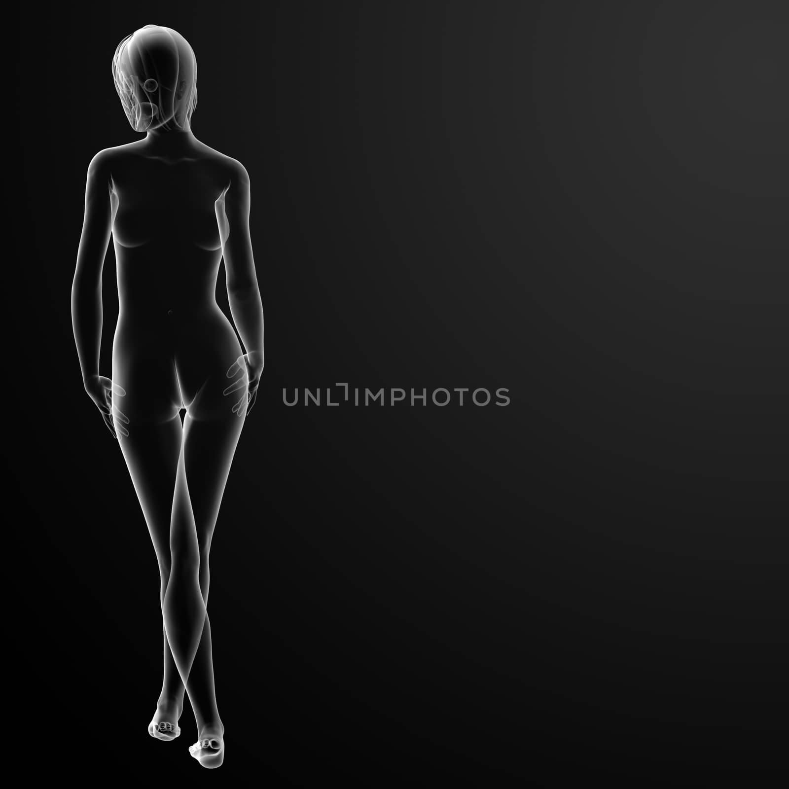 3d rendered illustration of the female - back view