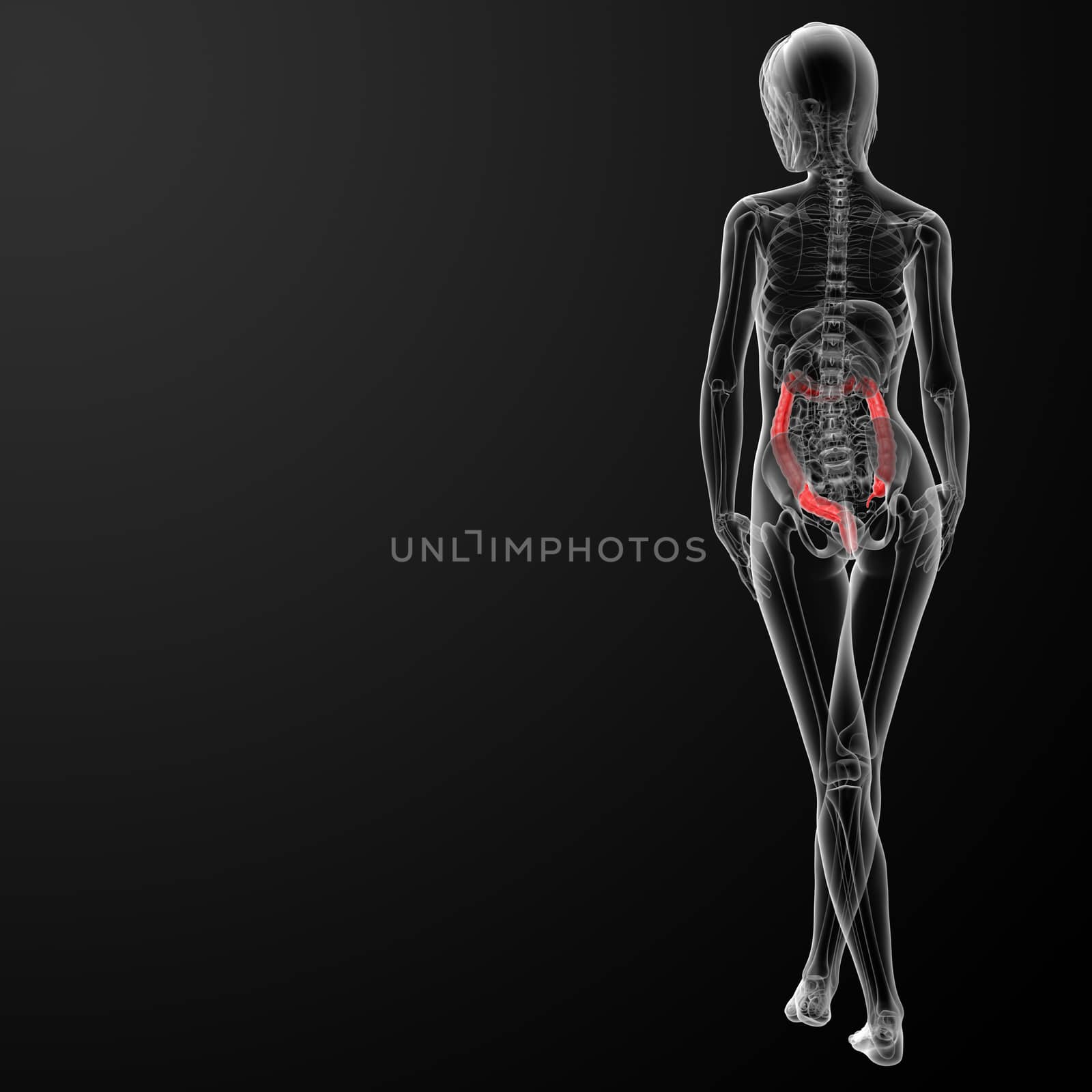 3d render female anatomy - large intestine - back view