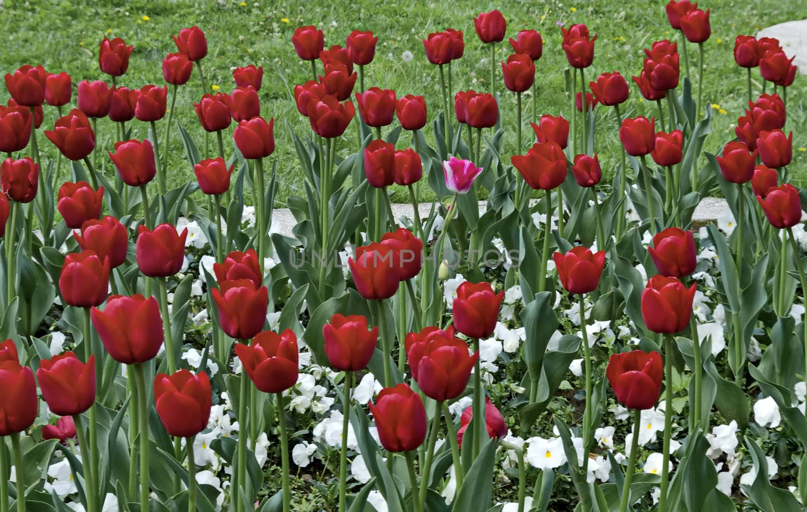 Colorful view of  blossom tulip in spectacular sunlight