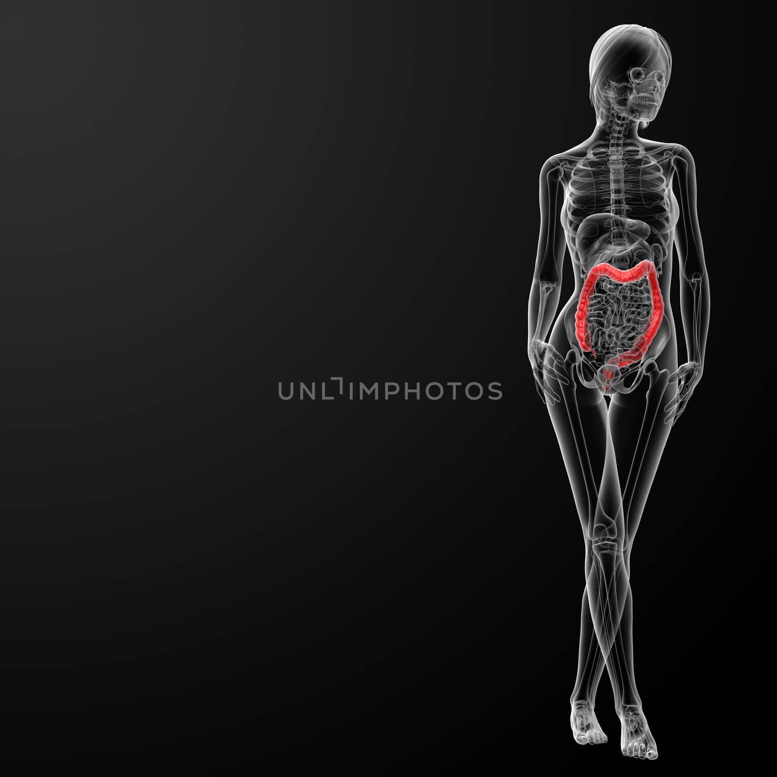 3d render female anatomy - large intestine - front view