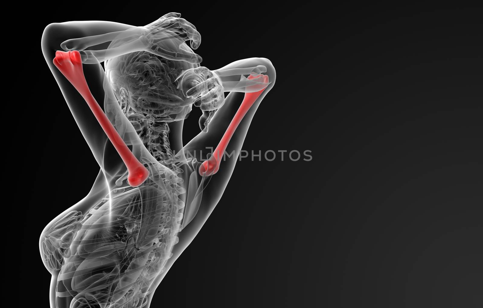 3d rendered illustration of the female humerus bone - back view