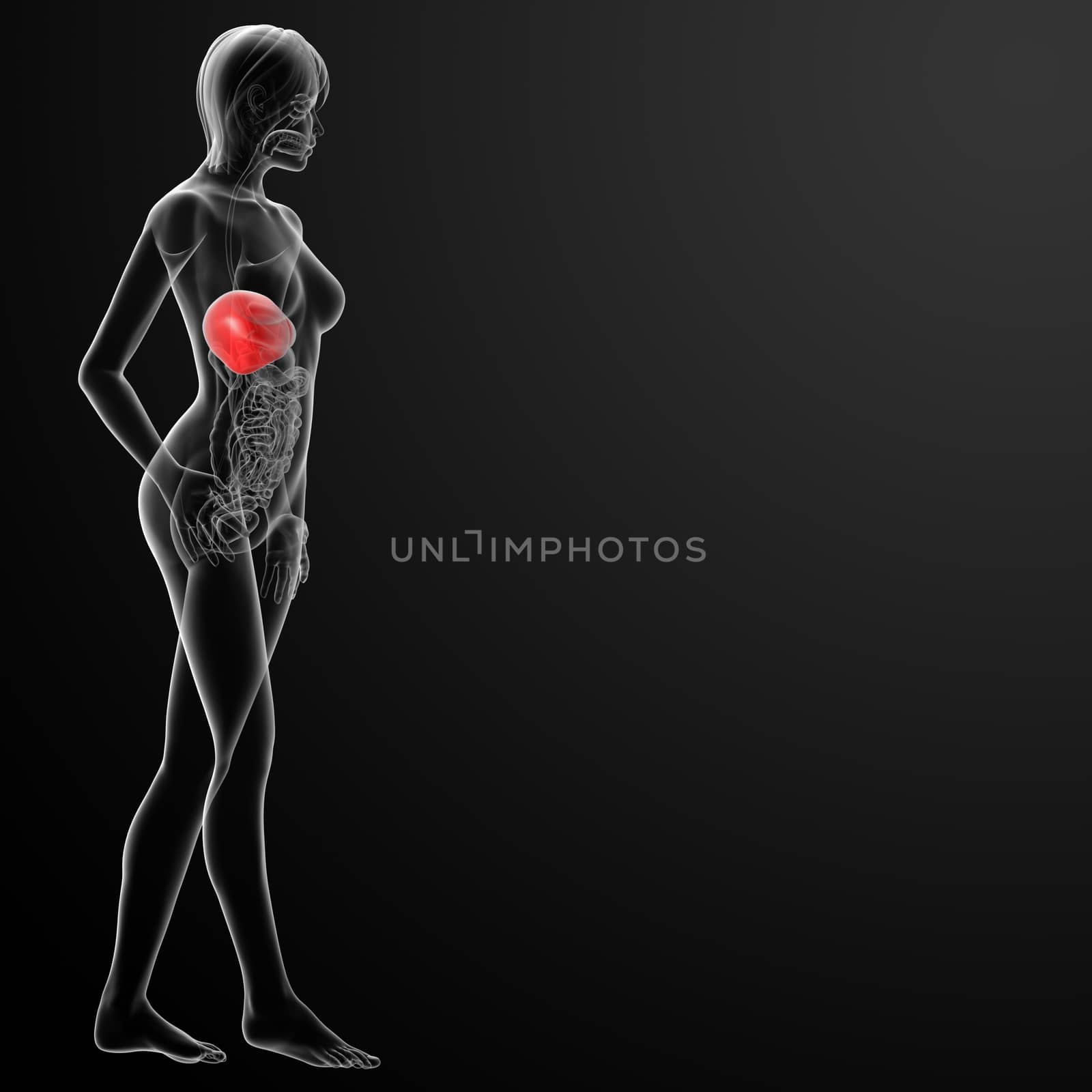 3d rendered  illustration of the female liver - side view