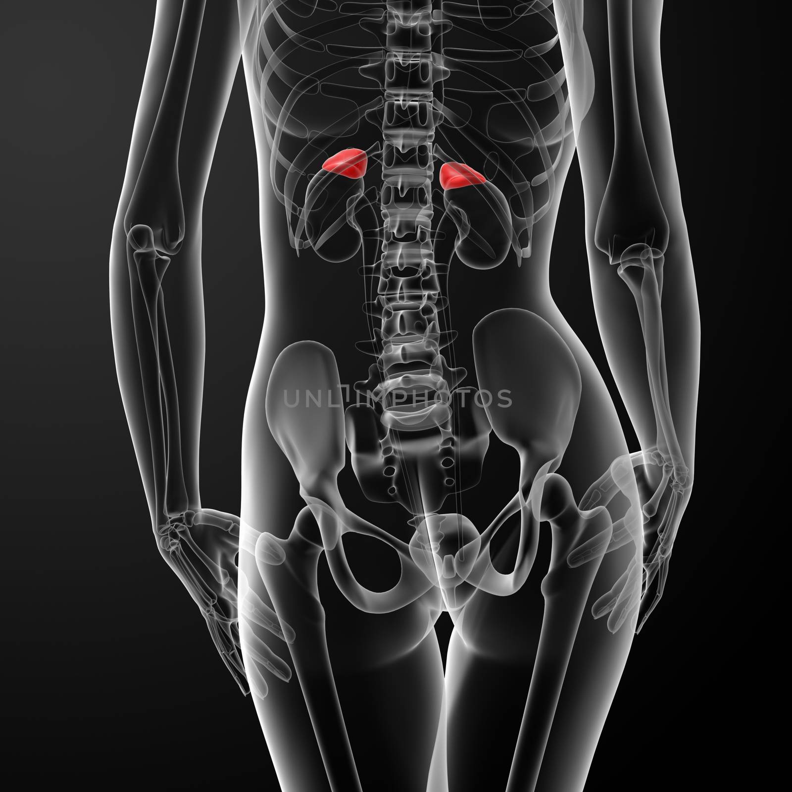 Female adrenal anatomy x-ray - back view