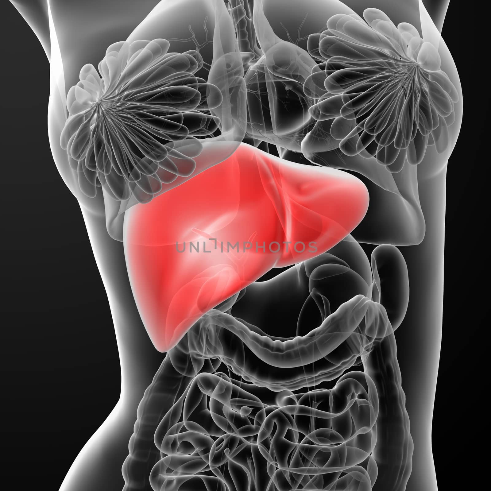 3d rendered illustration of the female liver - front view