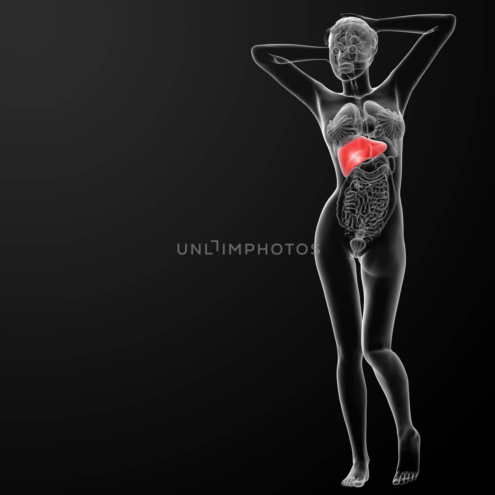 3d rendered illustration of the female liver - front view