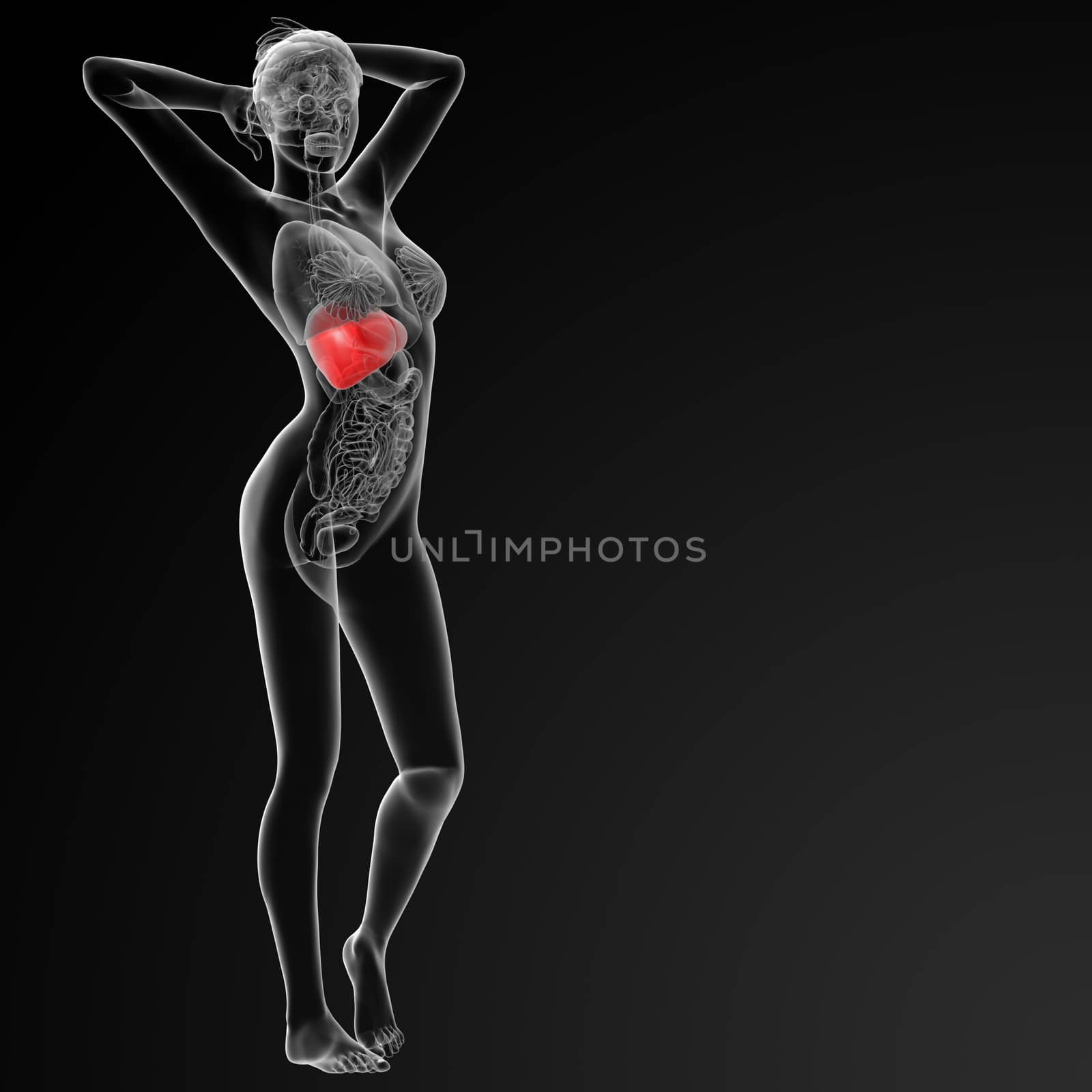 3d rendered illustration of the female liver - side view