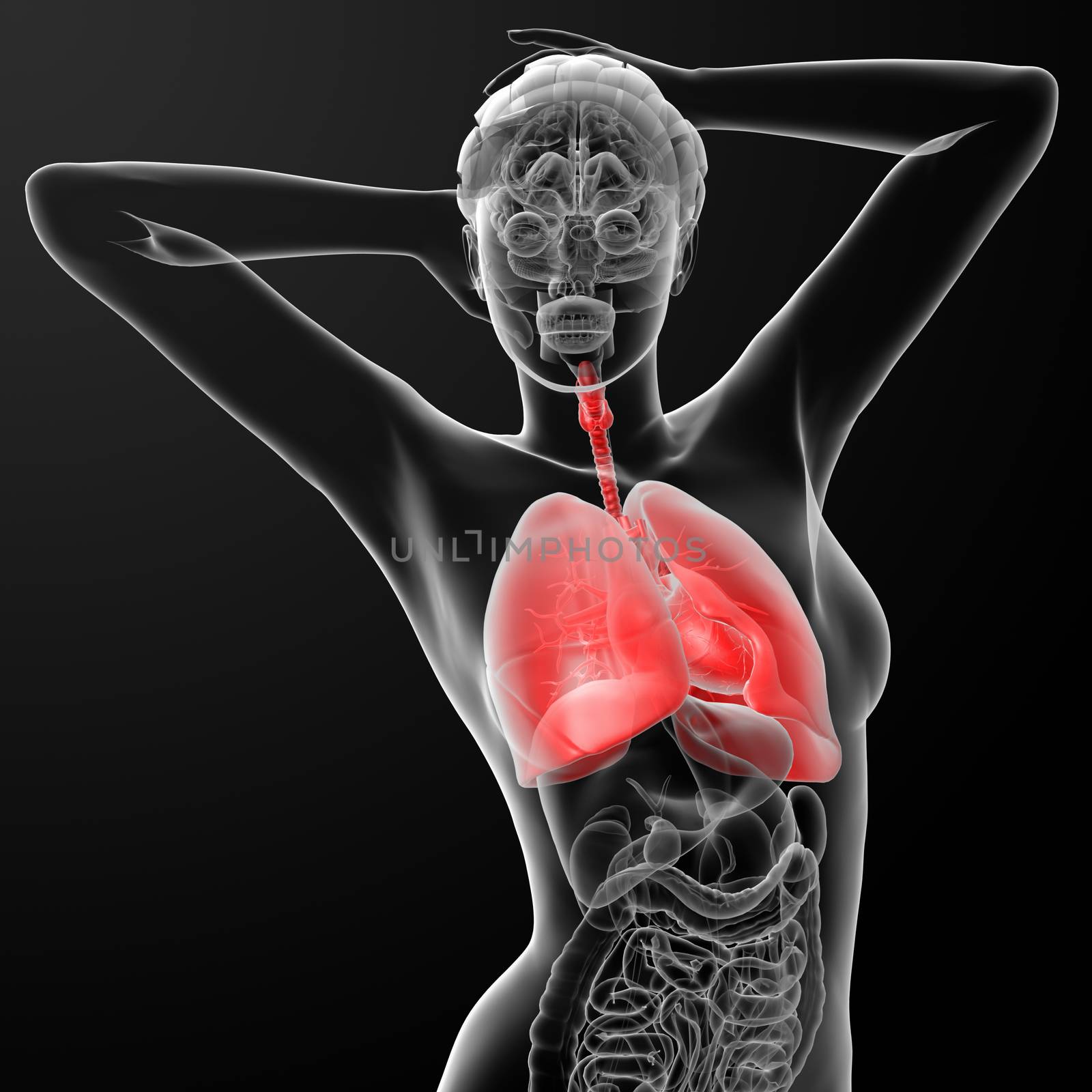 3d rendered illustration of the female respiratory system - front view
