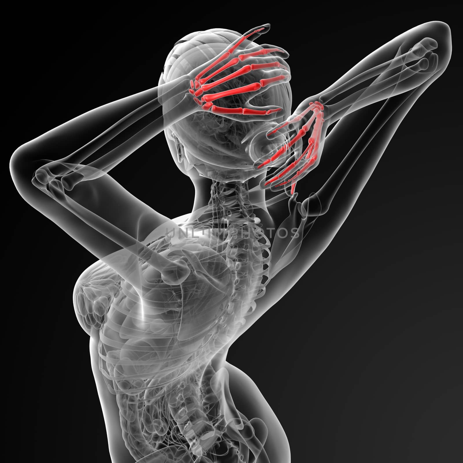 3d rendered illustration of the female skeletal hand - top view