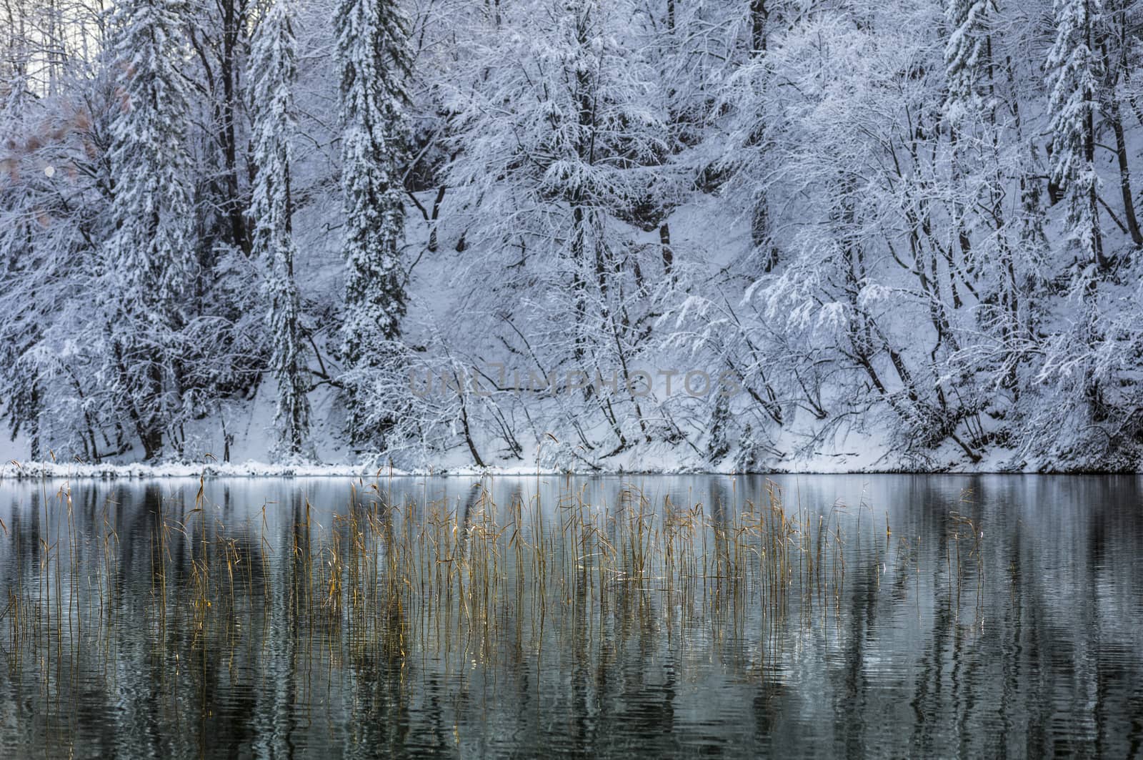 Snow-covered trees reflecting beautifully in unfrozen winter lake.