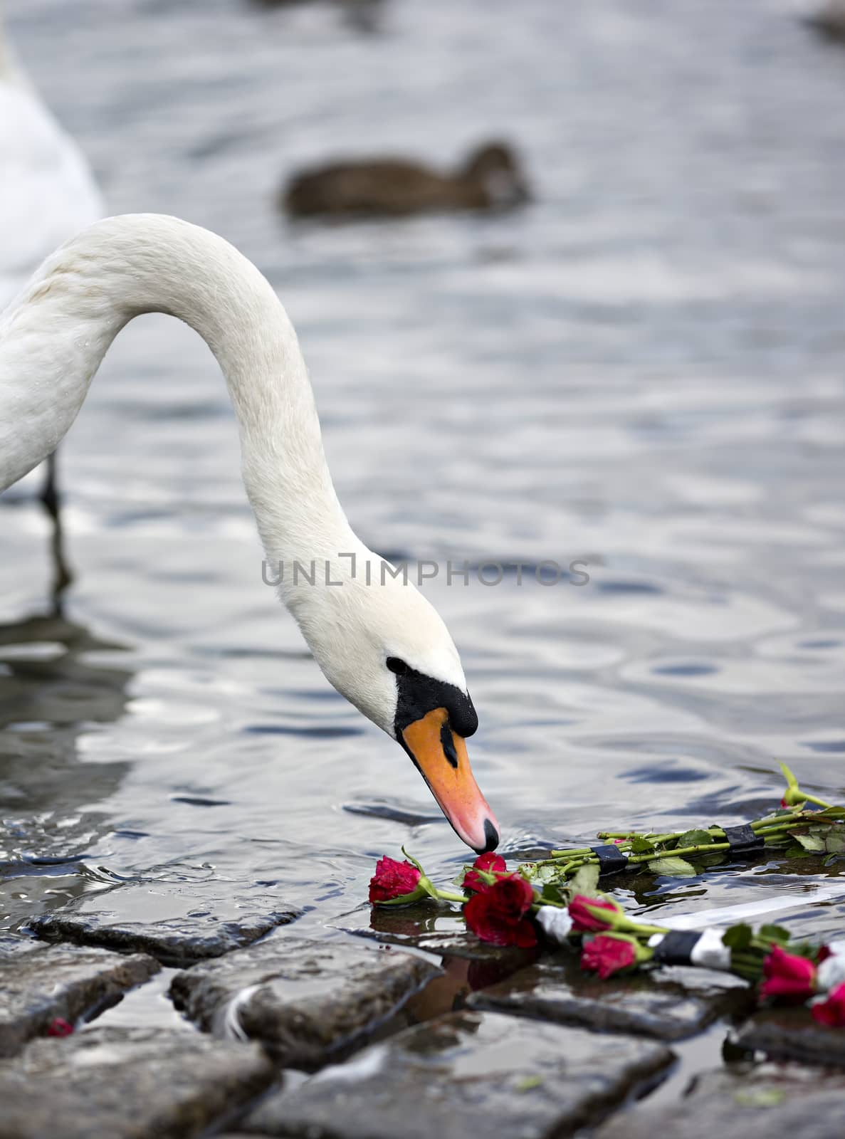 Swan sniffing at the red roses.