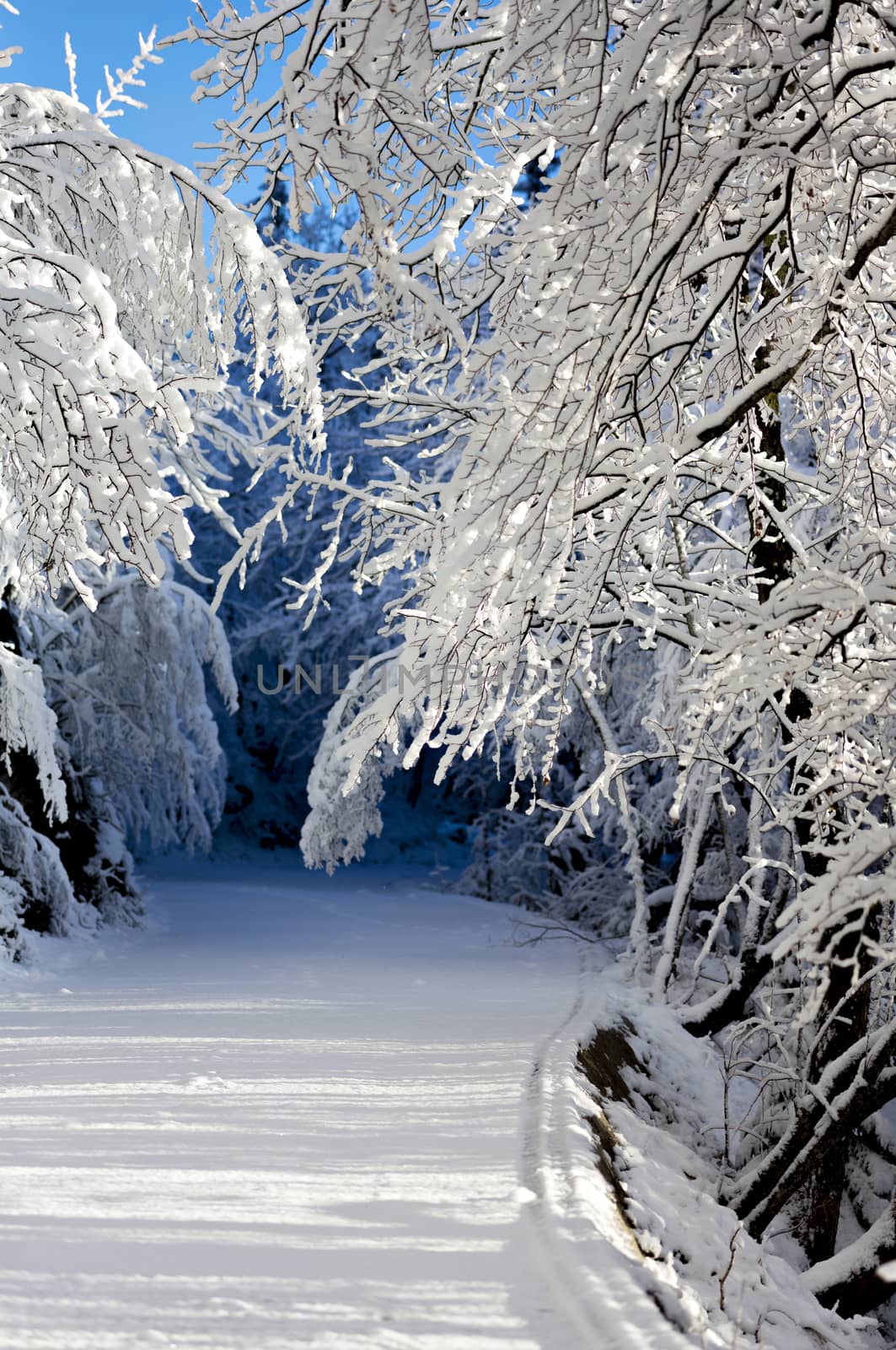 Snow-covered road in the winter forest.