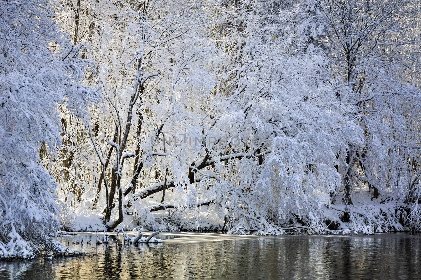 A lake hidden within the snowy winter forest.