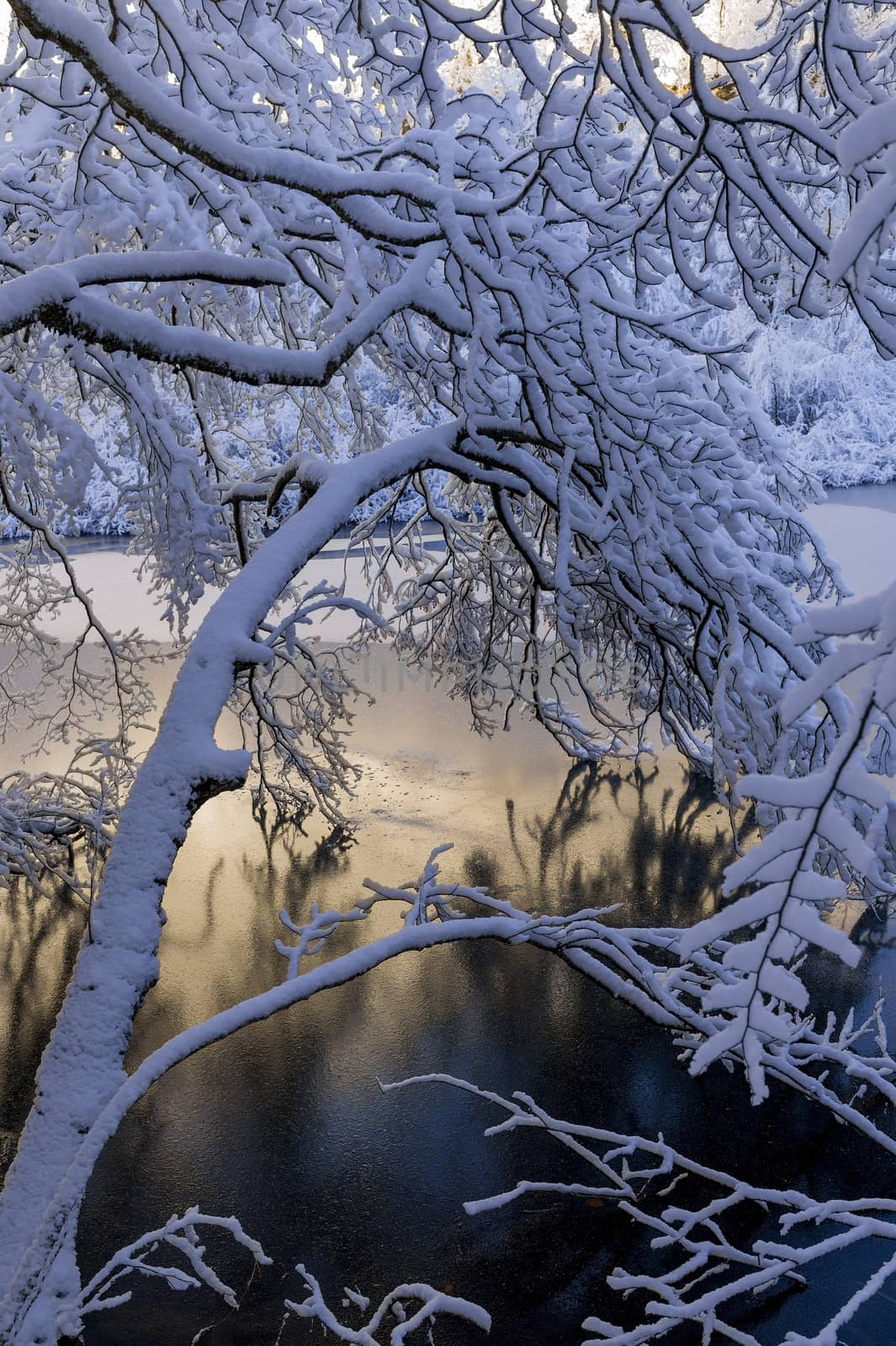 Snow-covered branches over a frozen lake in the Plitvice Lakes National Park.